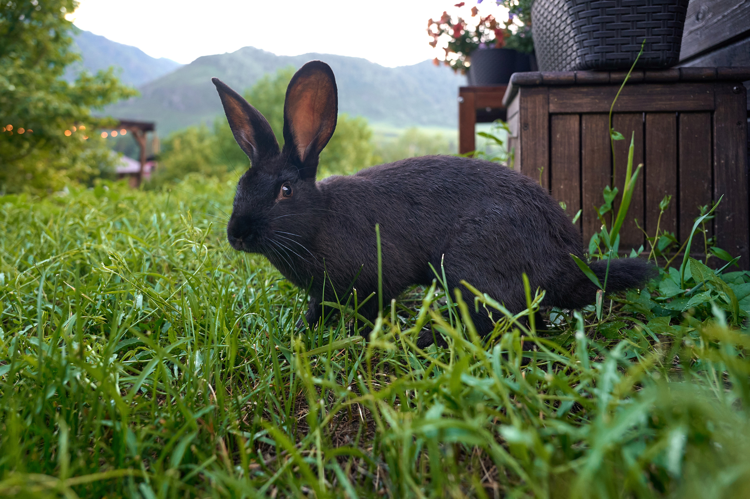 Altay Chalet винный вечер. Фотограф Опыт Качество Скорость Горный Алтай Барнаул