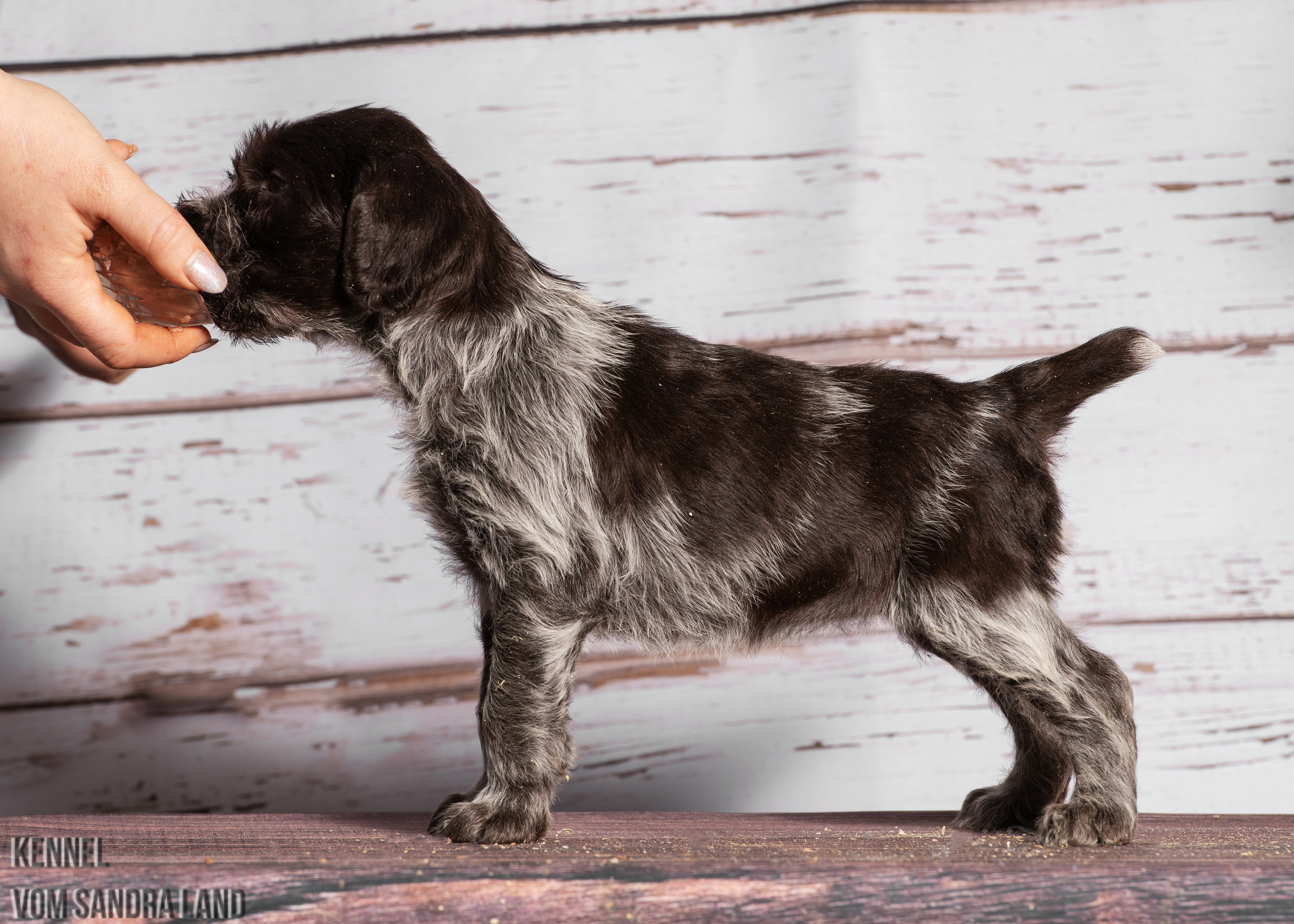 Вейла вом Сандра Лэнд, Veila vom Sandra Land