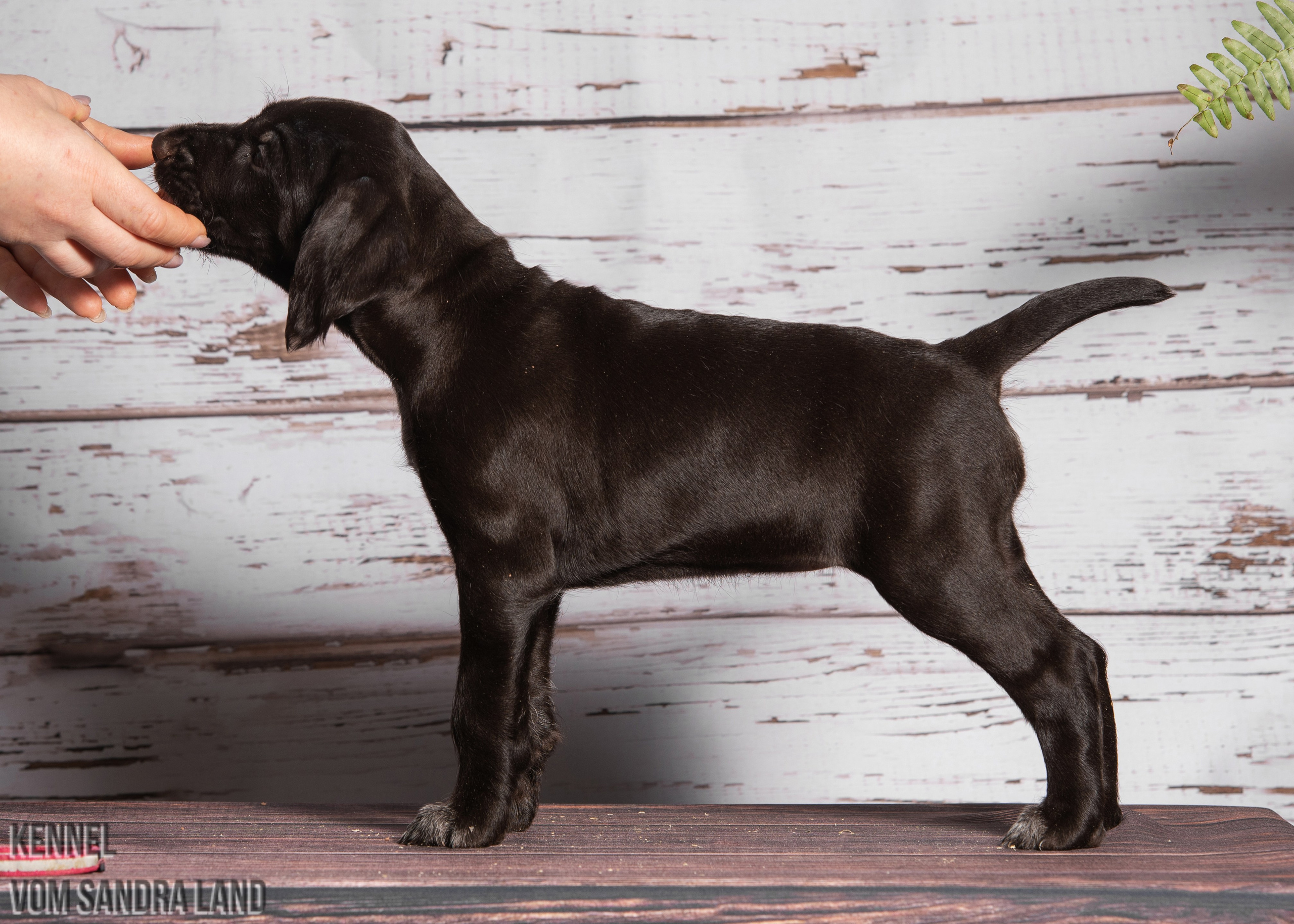 Ворожея вом Сандра Лэнд, Vorozheya vom Sandra Land