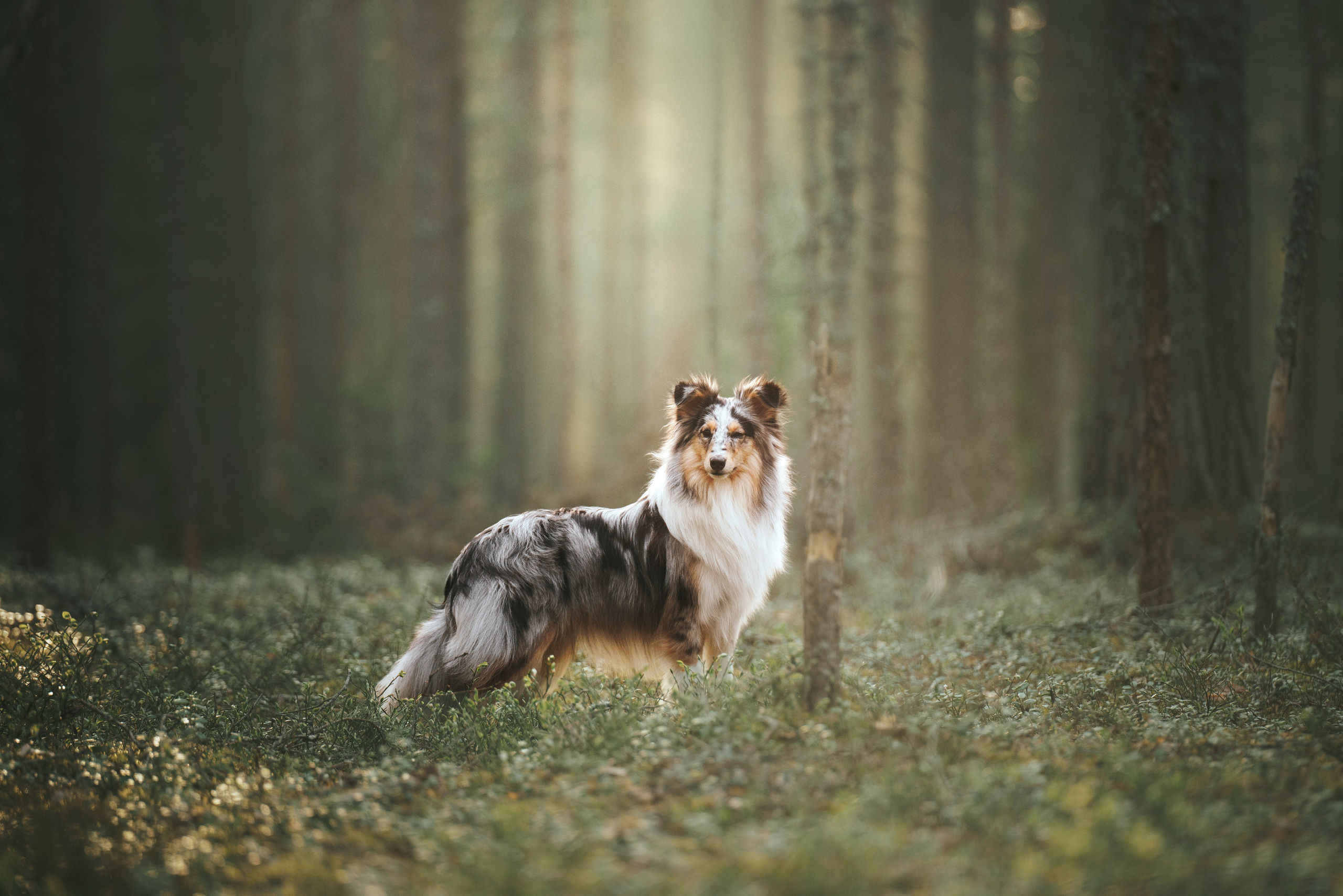 Мила и Лейла. Фотограф анималист Осипчикова Мария