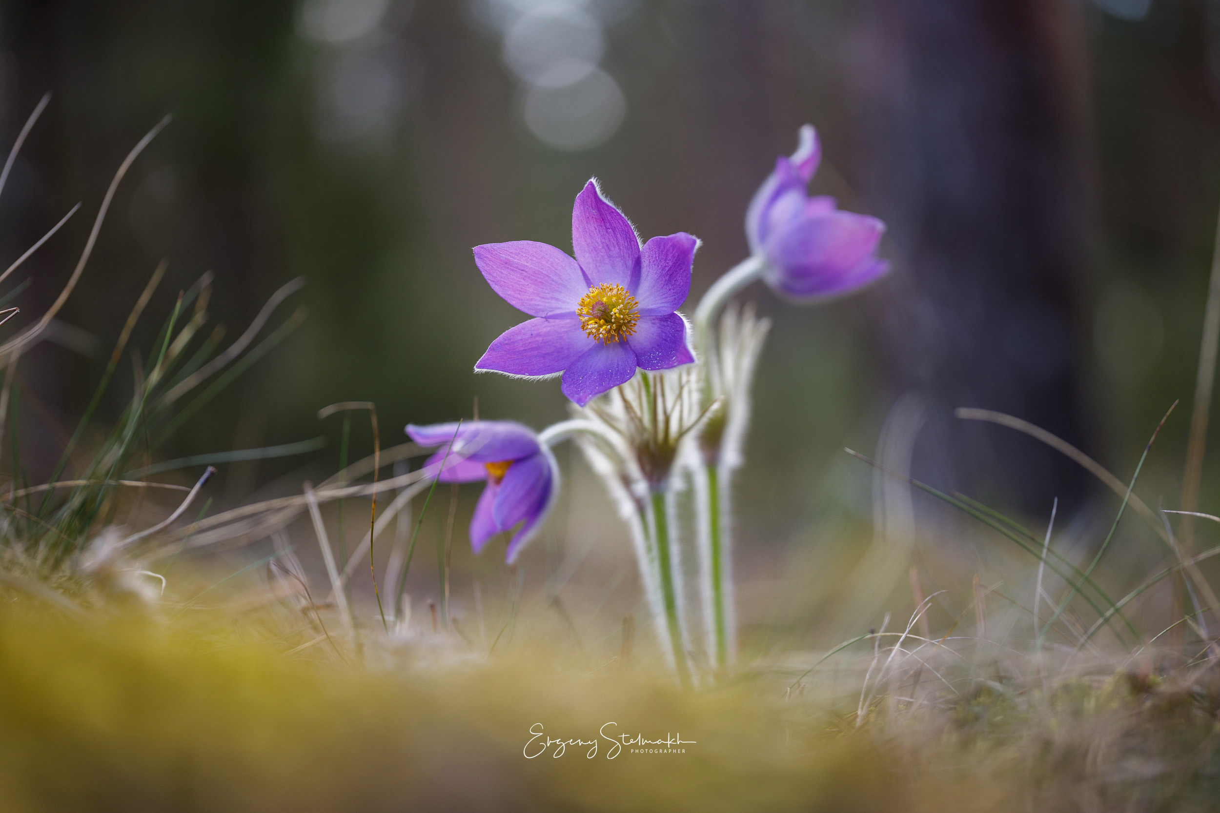 Сон-трава 1 мая 2021. Sigma 70 ART