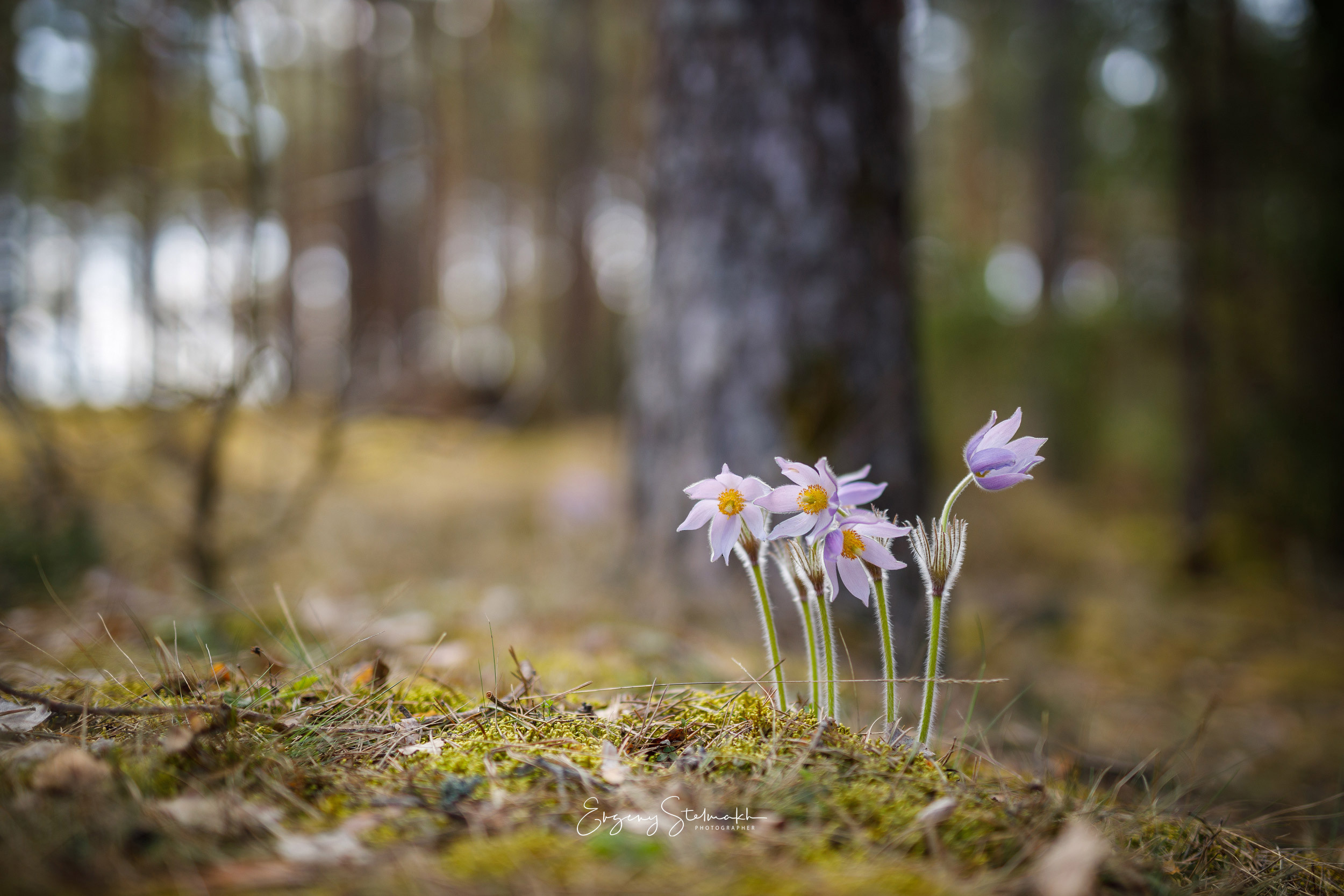 Сон-трава 1 мая 2021. Sigma 50 ART