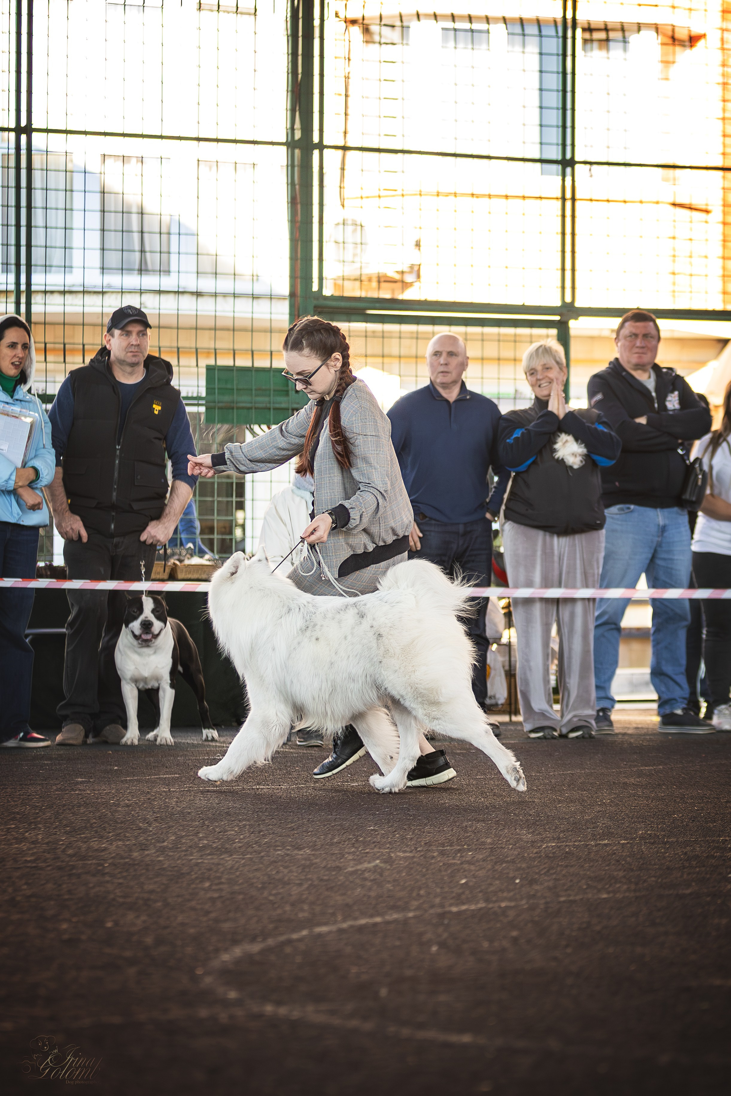 Выставка 25.02.2024. Ирина Голомб|Фотограф-анималист в  Сочи и Калининграде