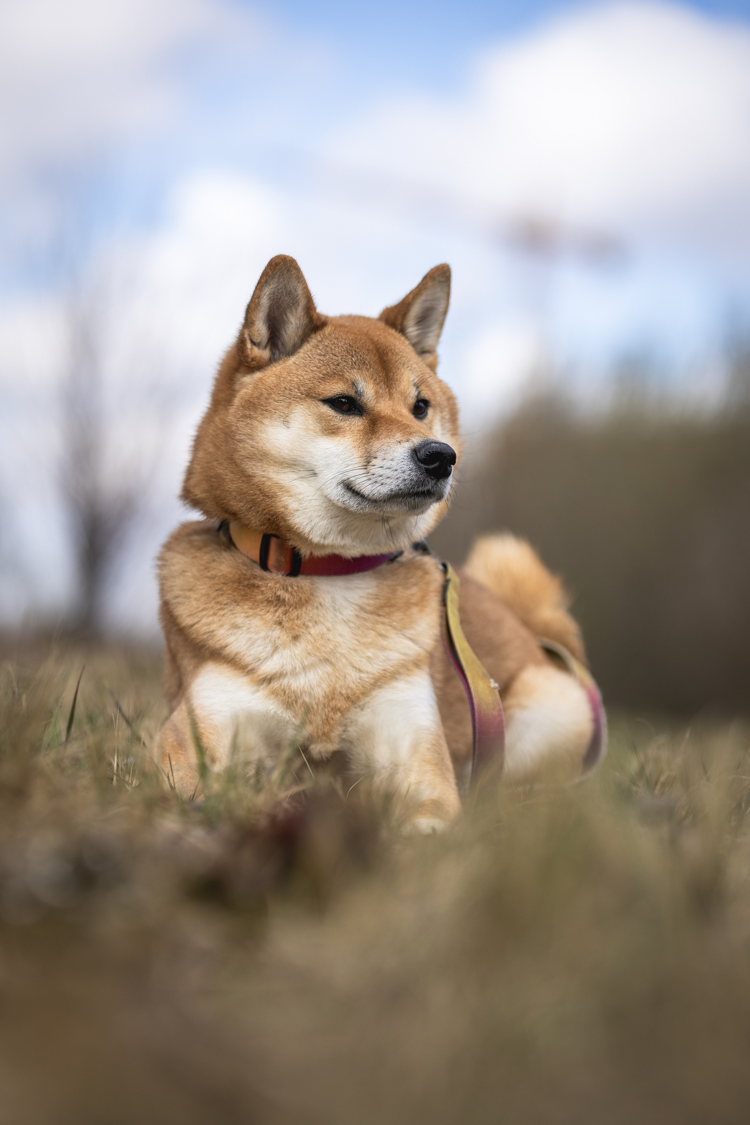 Догтуса 24.03.2024. Ирина Голомб|Фотограф-анималист в  Сочи и Калининграде
