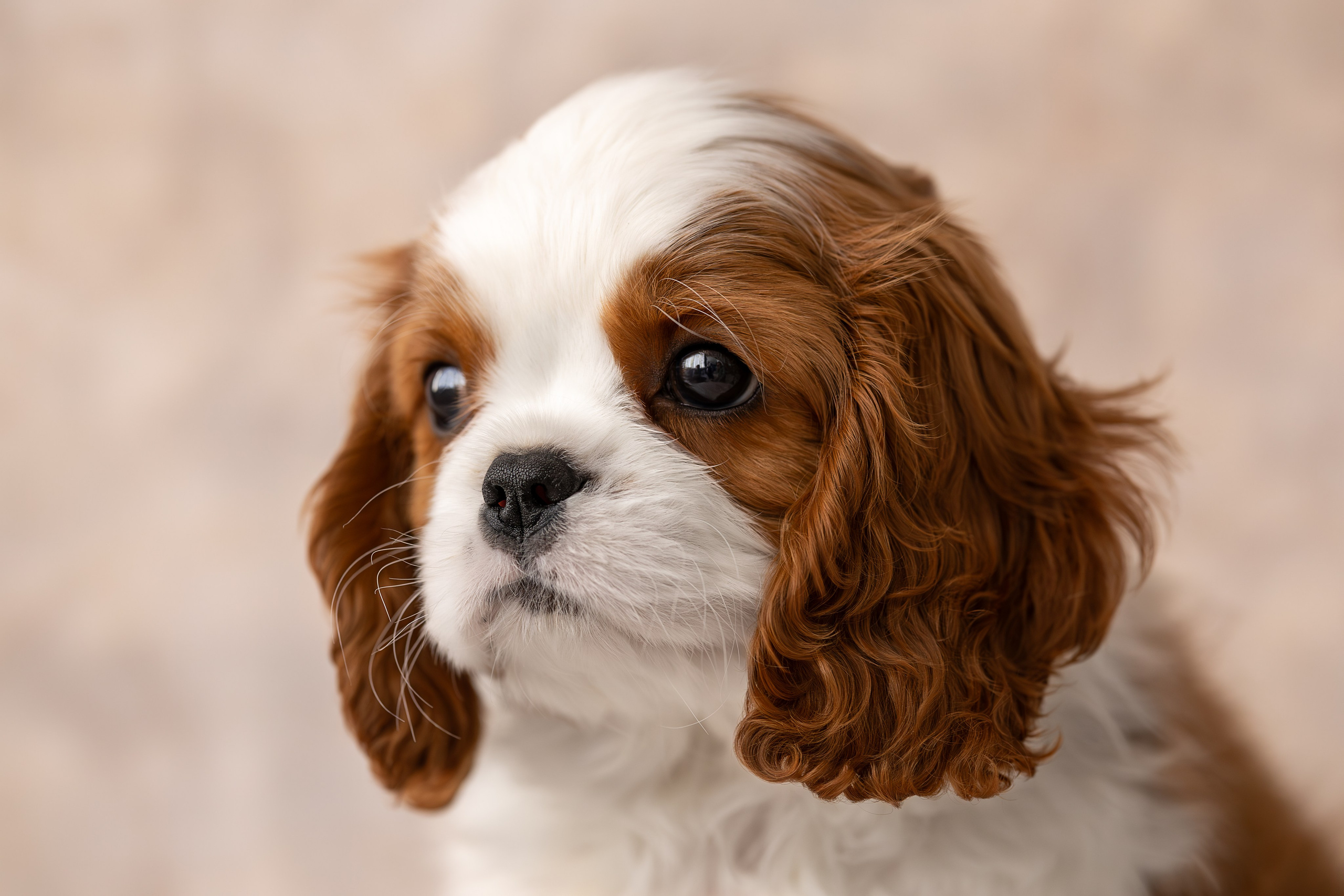 Детки кавалерчики. Ирина Голомб|Фотограф-анималист в  Сочи и Калининграде