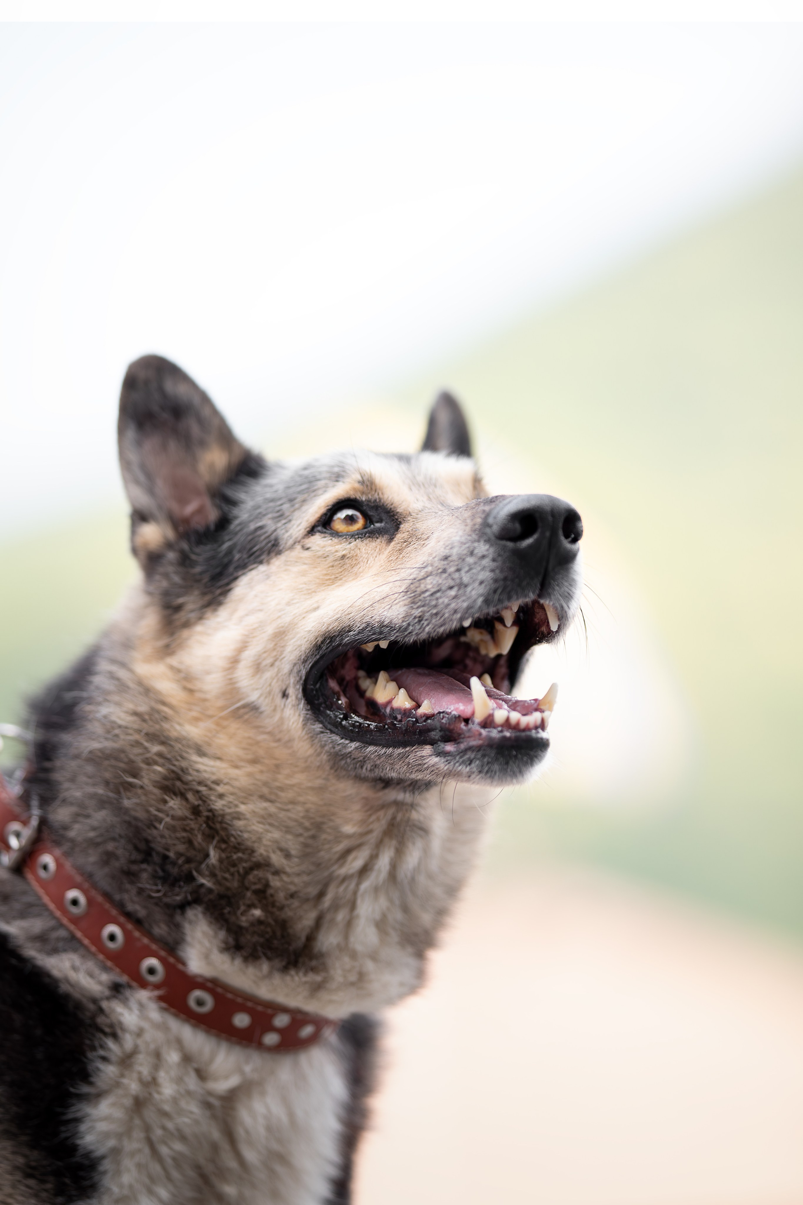 Мини-приют «Возрождение». Ирина Голомб|Фотограф-анималист в  Сочи и Калининграде