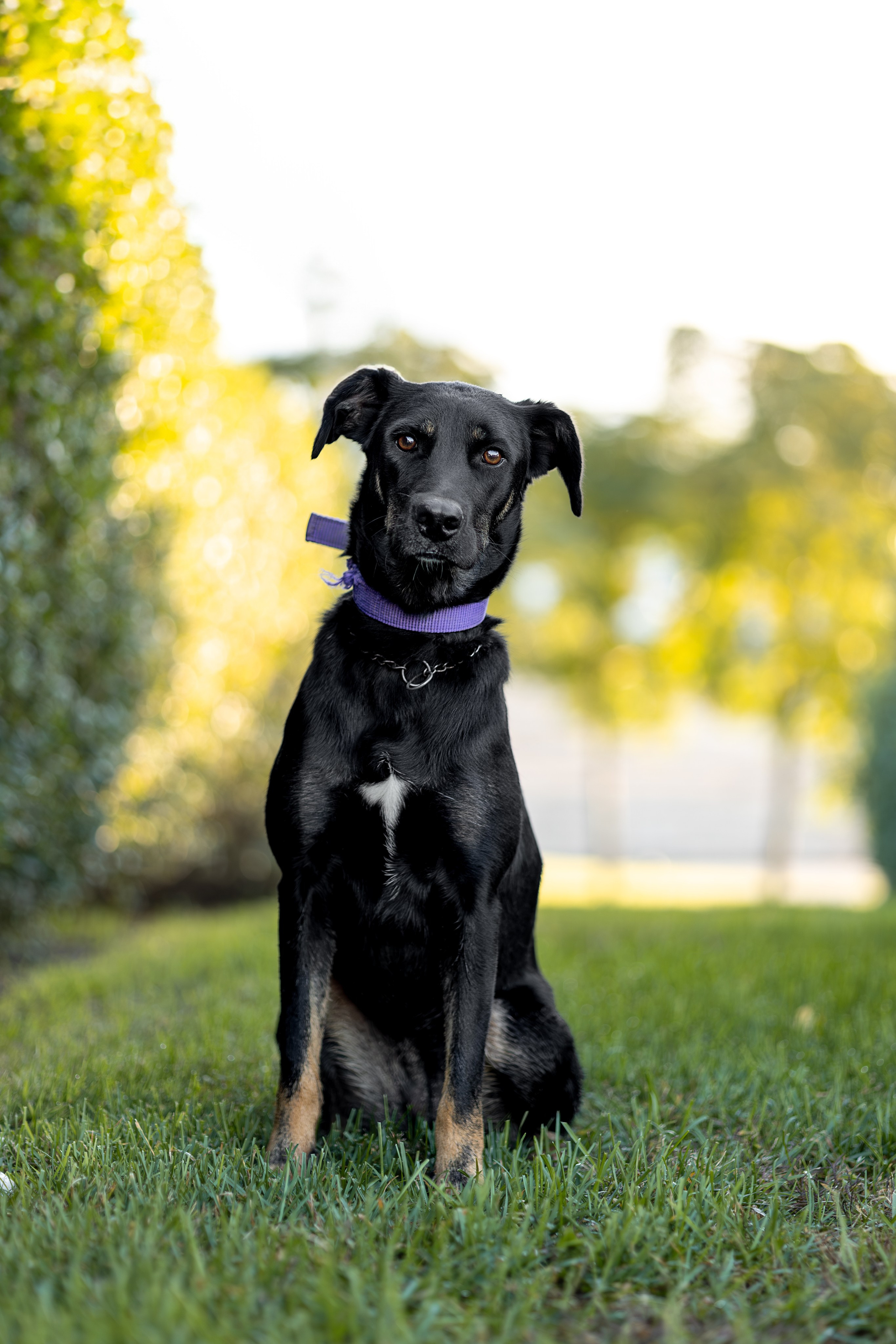 Кураторские питомцы Сириус. Ирина Голомб|Фотограф-анималист в  Сочи и Калининграде