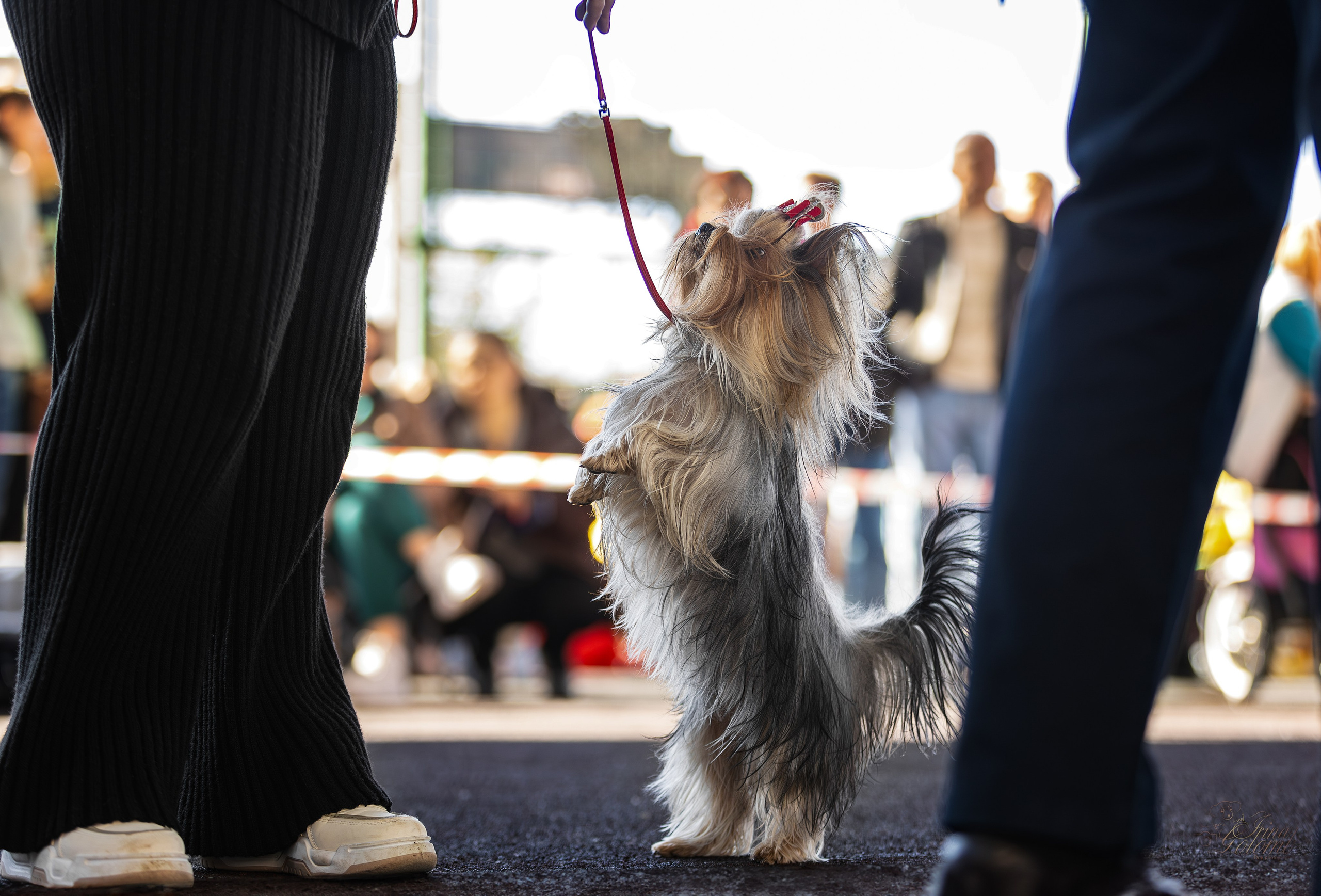Выставка 25.02.2024. Ирина Голомб|Фотограф-анималист в  Сочи и Калининграде