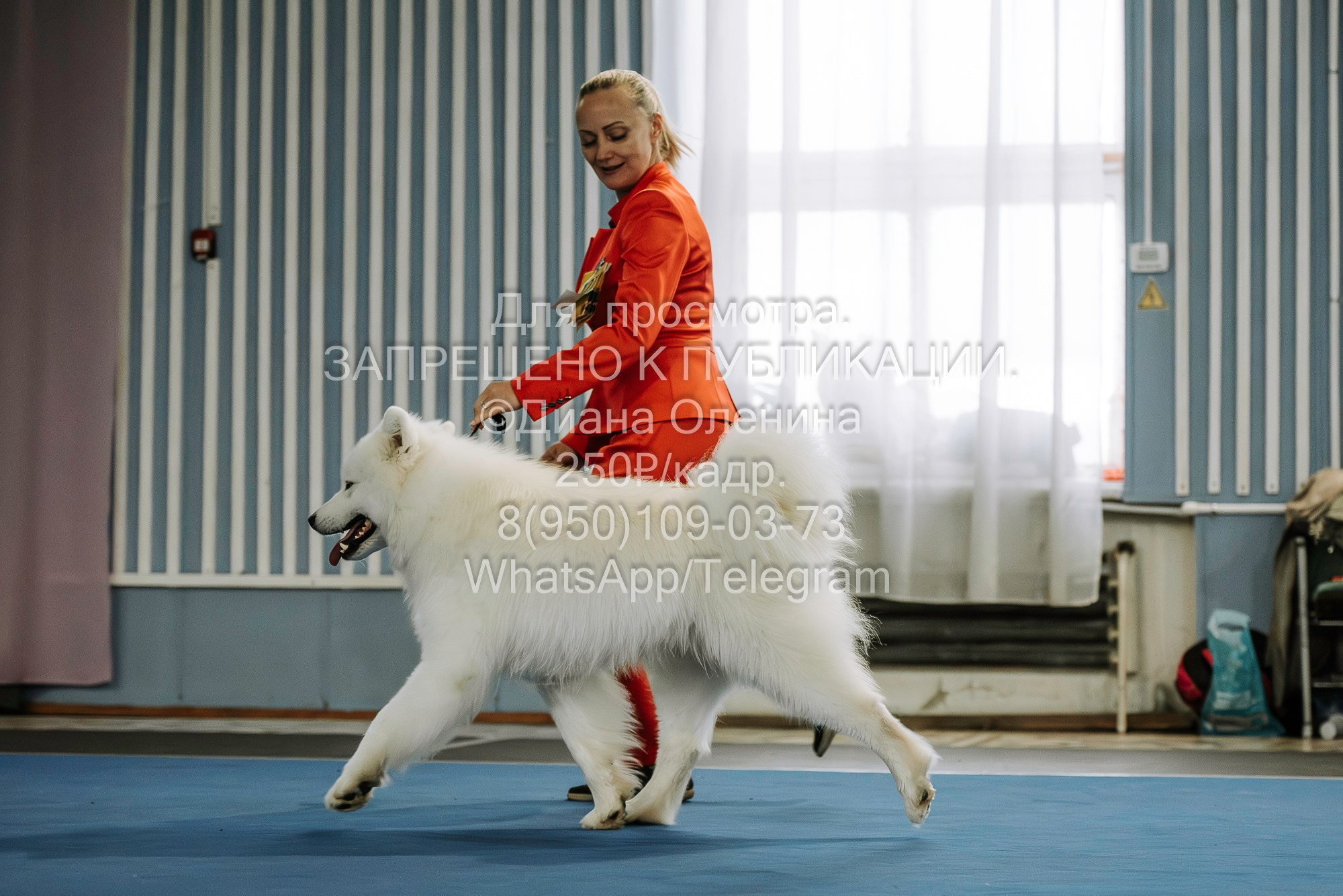 Выставка собак Красноярск 29.10.2023. Фотограф Диана Оленина Красноярск / Братск