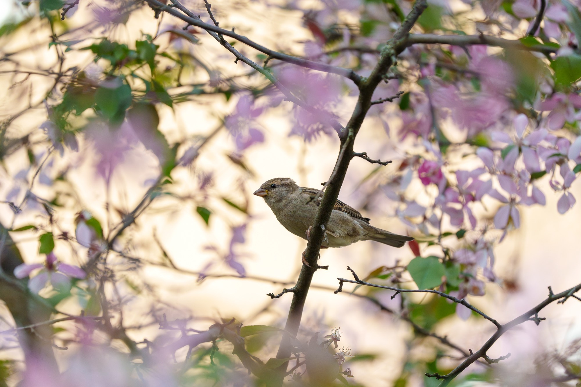 Удивительные мир птиц. Вокруг нас столько прекрасного — присмотритесь!. Ваш личный фотограф Марина Волкова