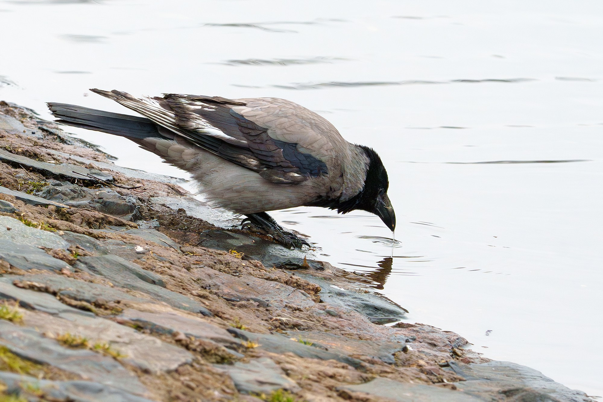 Удивительные мир птиц. Вокруг нас столько прекрасного — присмотритесь!. Ваш личный фотограф Марина Волкова