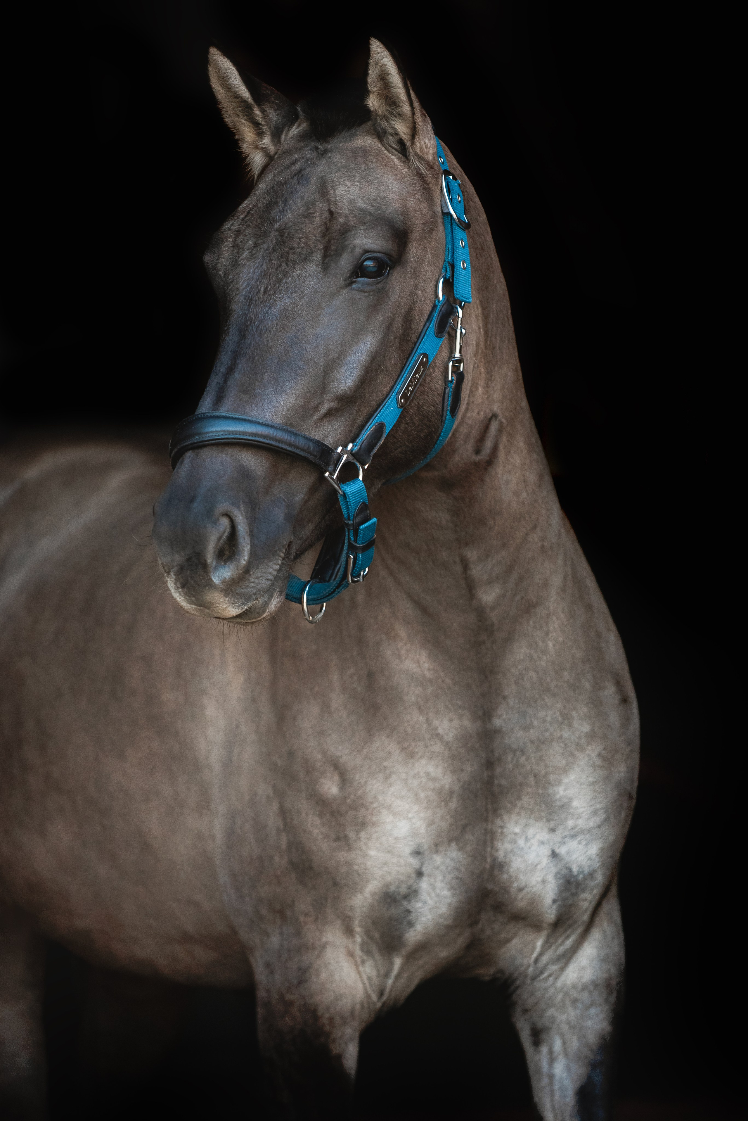 Катя SedlaMSK и Кася с Габи. Конный фотограф Куракина Дарья • Фотосессии с лошадьми