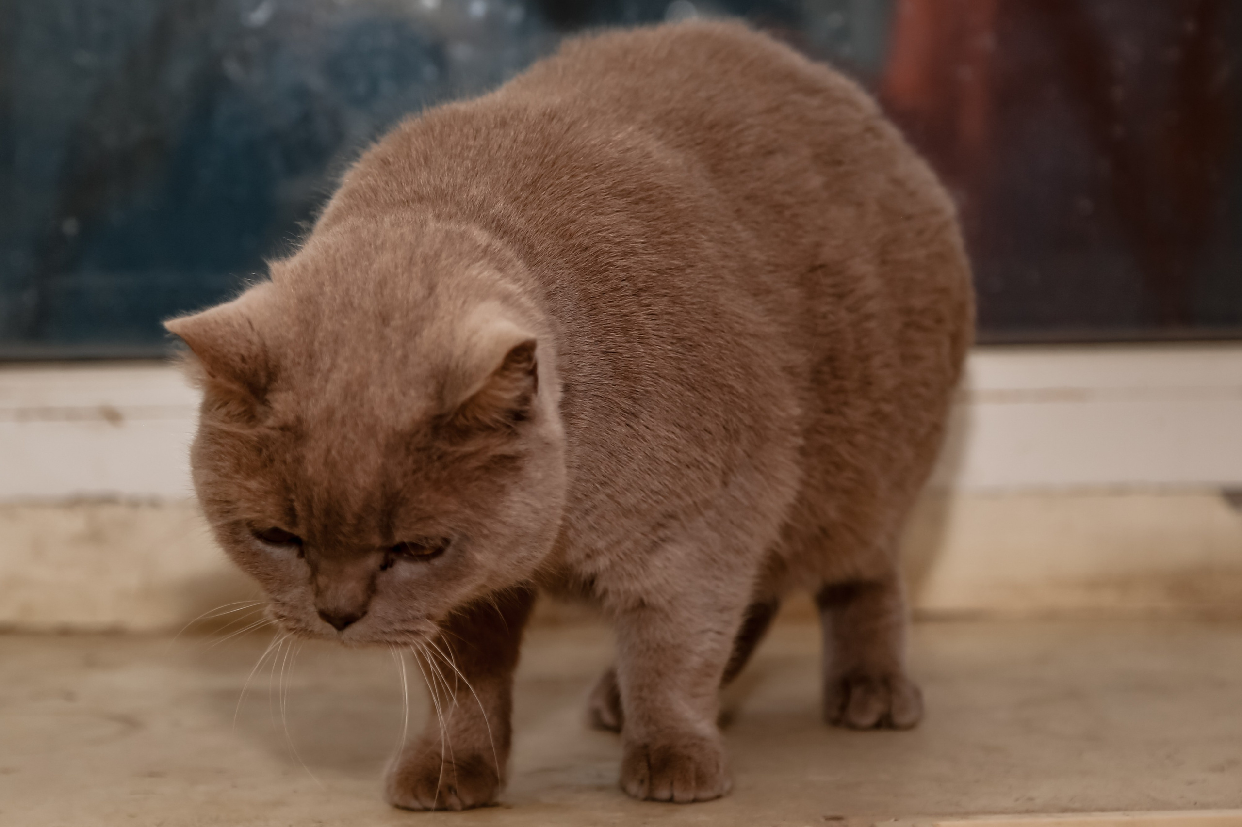 Приют Кошкин Дом Филимоша. Ваш фотограф в Оренбурге Рощупкина Екатерина