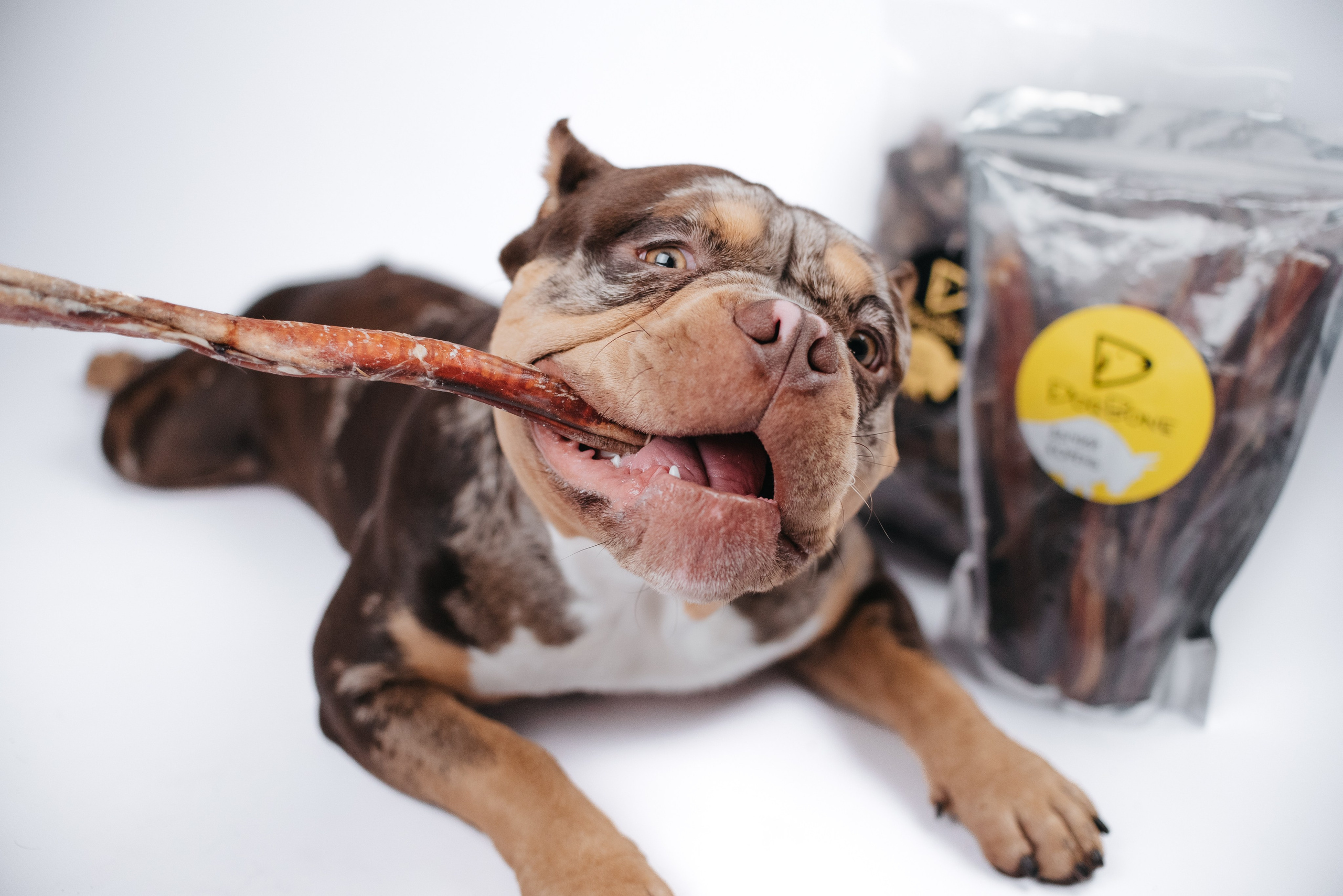 Dog Bone контент. Фотограф-анималист Валерия, Москва, Мытищи