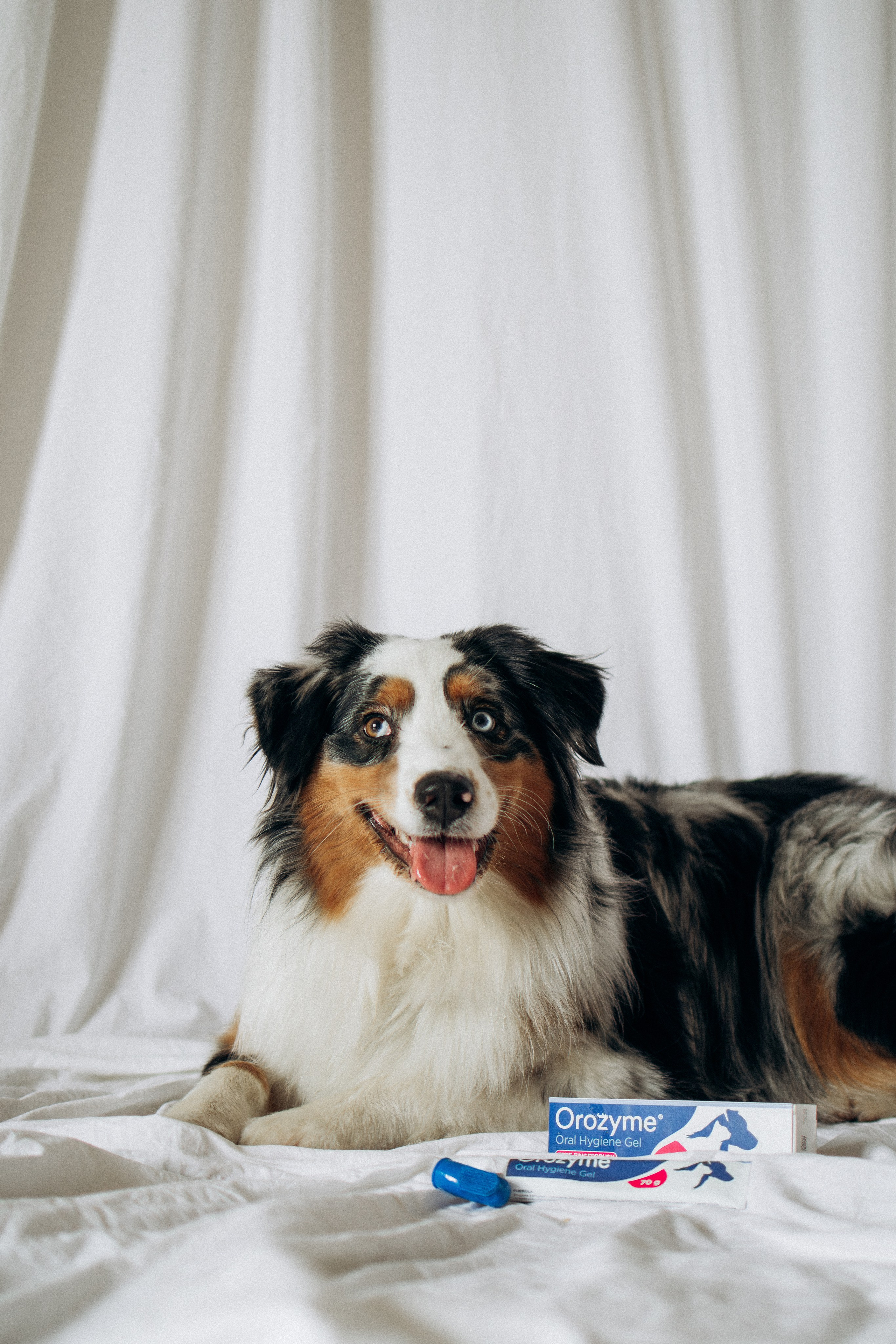 Orozyme&Emmiepet. Фотораф — анималист Мария Шистка