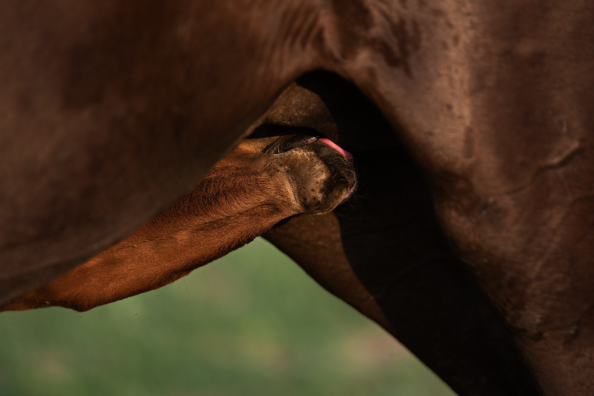 Конный фотограф Куракина Дарья • Фотосессии с лошадьми