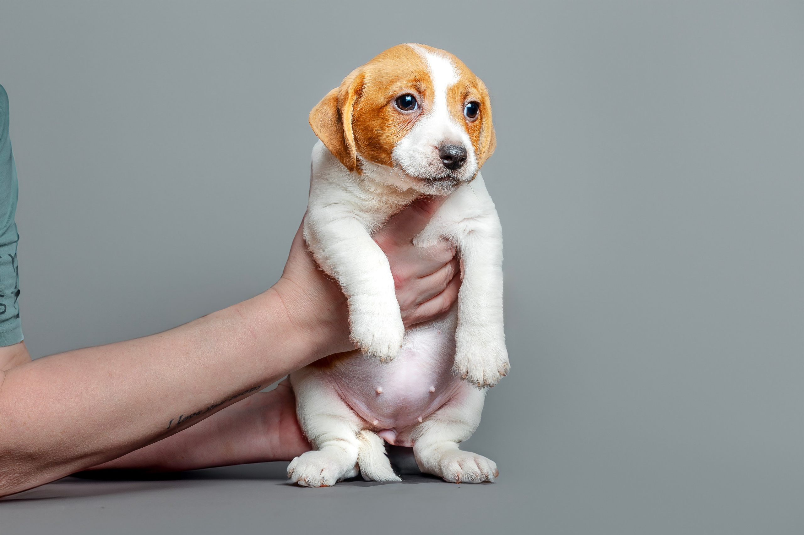 Питомцы. Экспресс-портрет, фото для сайтов и соцсетей