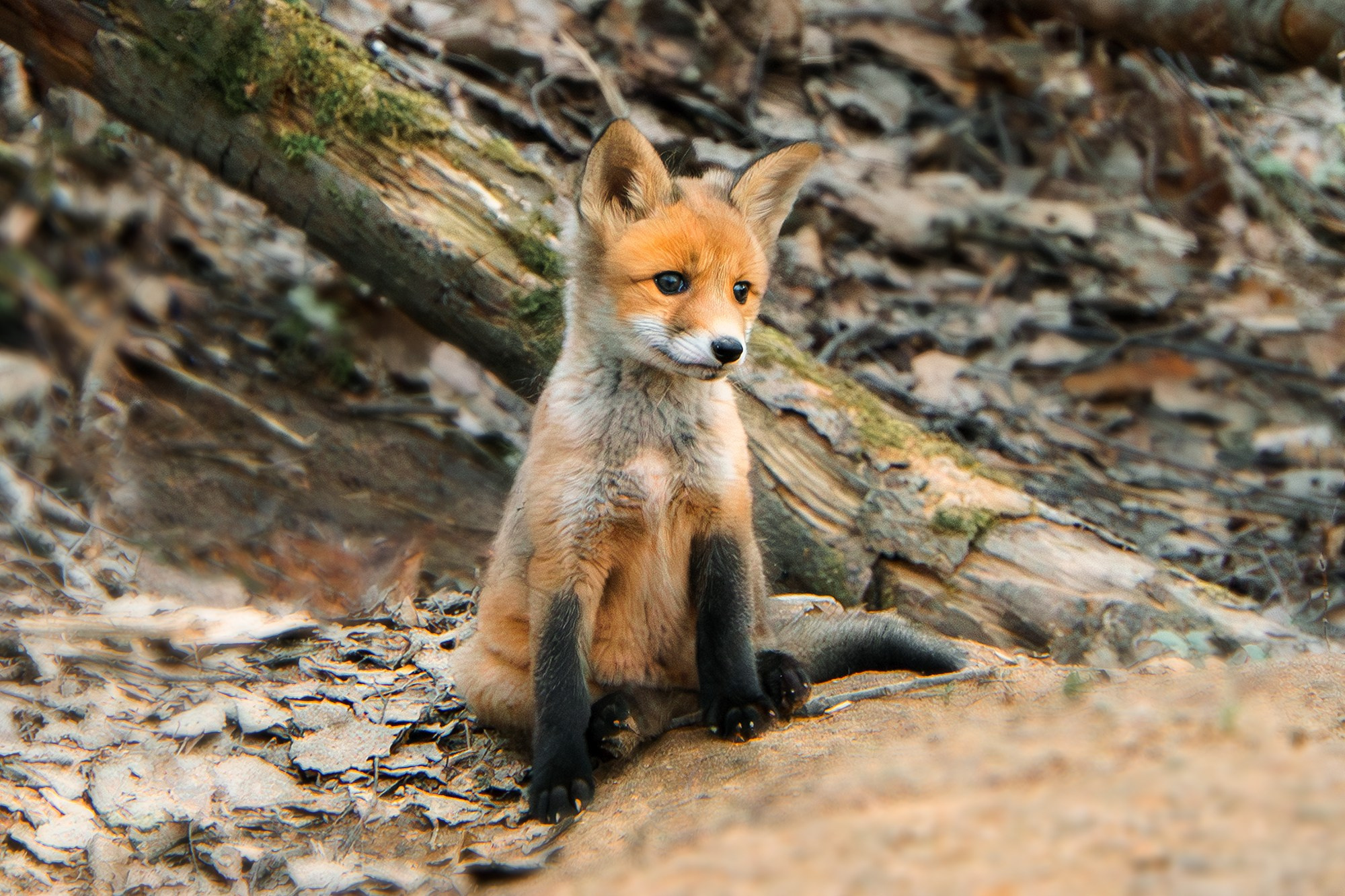 Животные. Ваш личный фотограф Марина Волкова