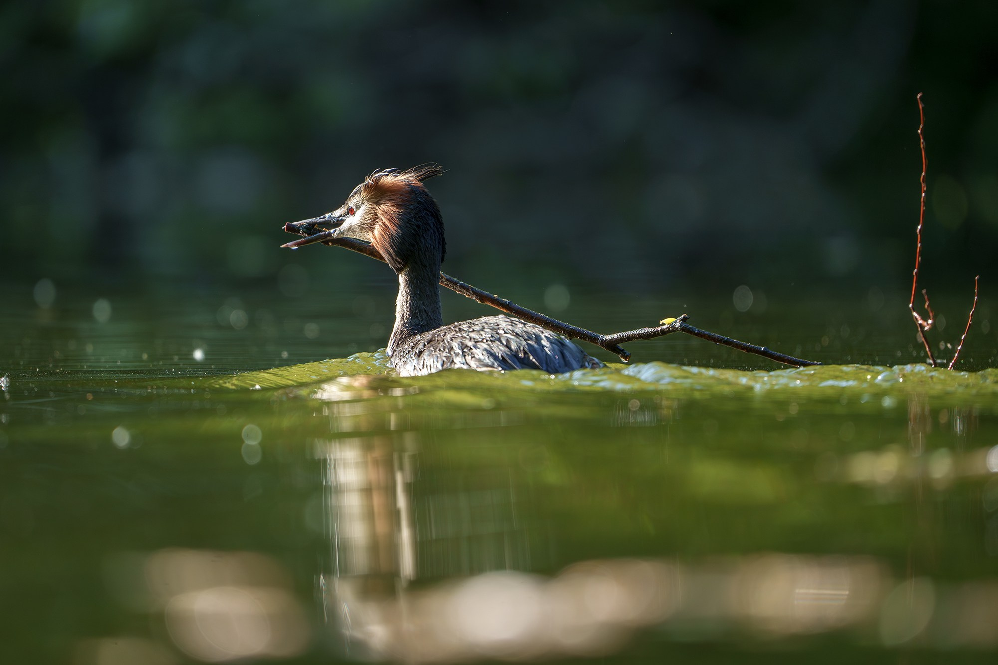 Удивительные мир птиц. Вокруг нас столько прекрасного — присмотритесь!. Ваш личный фотограф Марина Волкова