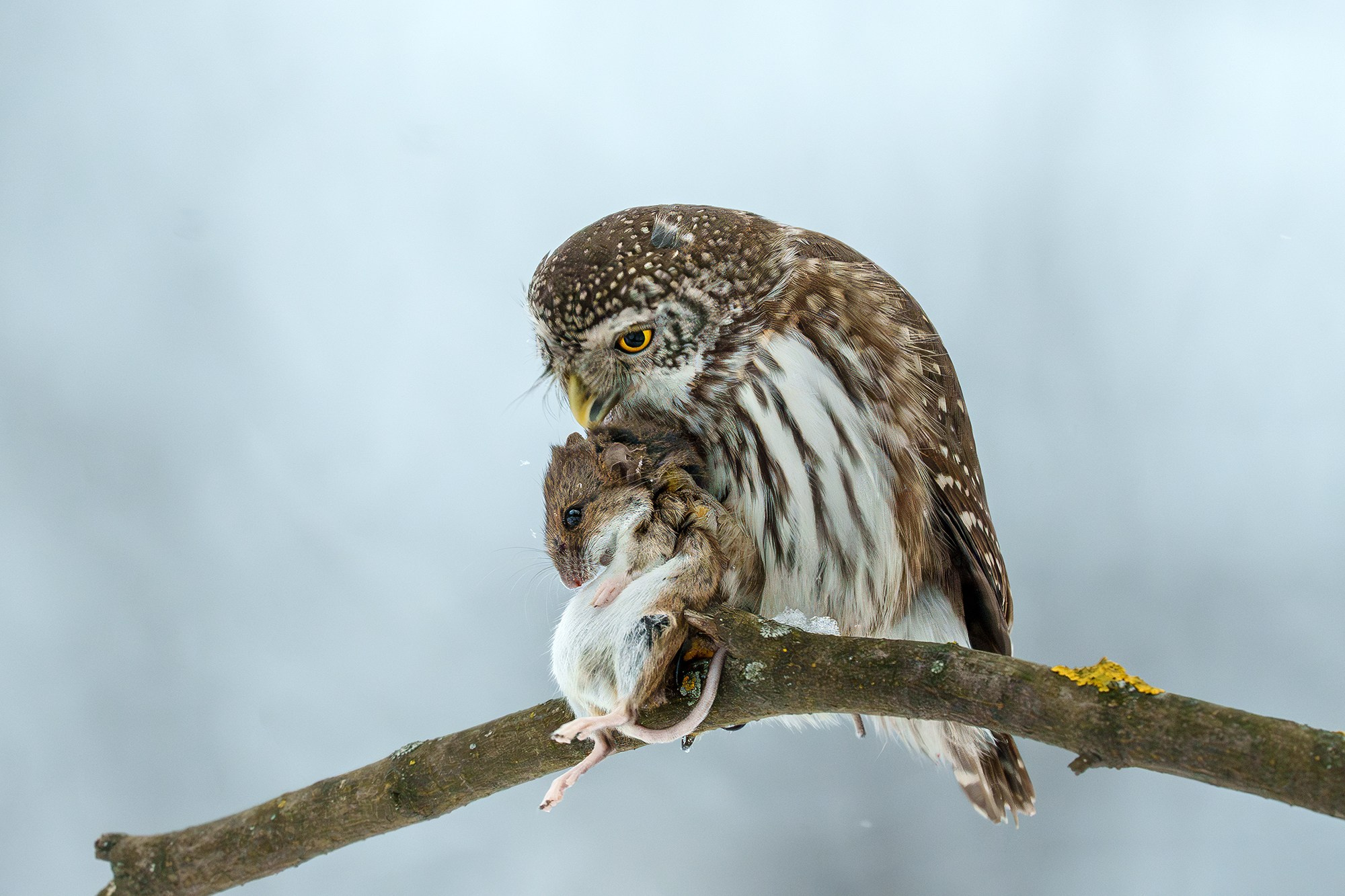 Удивительные мир птиц. Вокруг нас столько прекрасного — присмотритесь!. Ваш личный фотограф Марина Волкова