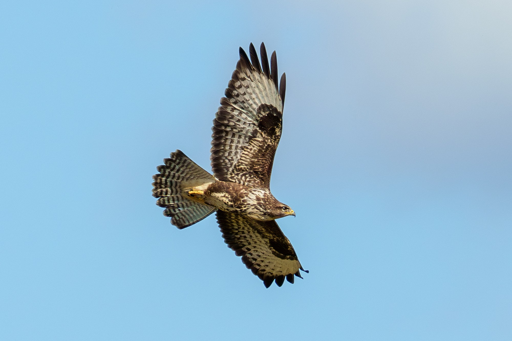 Удивительные мир птиц. Вокруг нас столько прекрасного — присмотритесь!. Ваш личный фотограф Марина Волкова