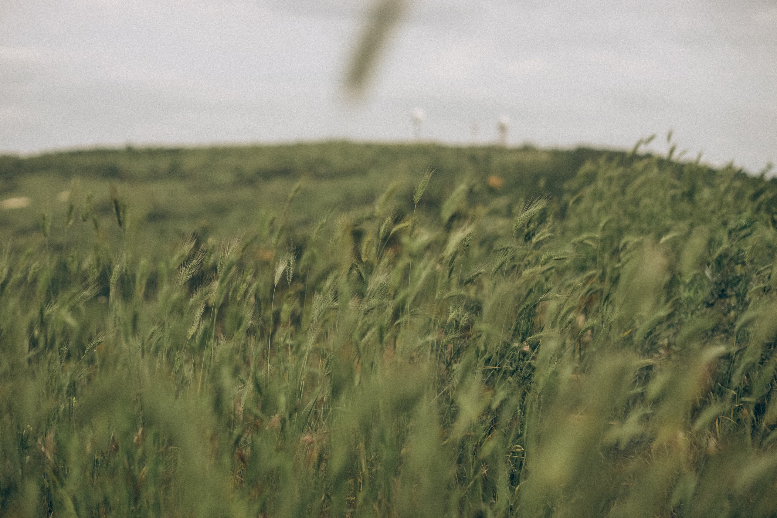 Лена, Ира, Лейла, Ника, Адам и Ария. Семейный фотограф Анапа