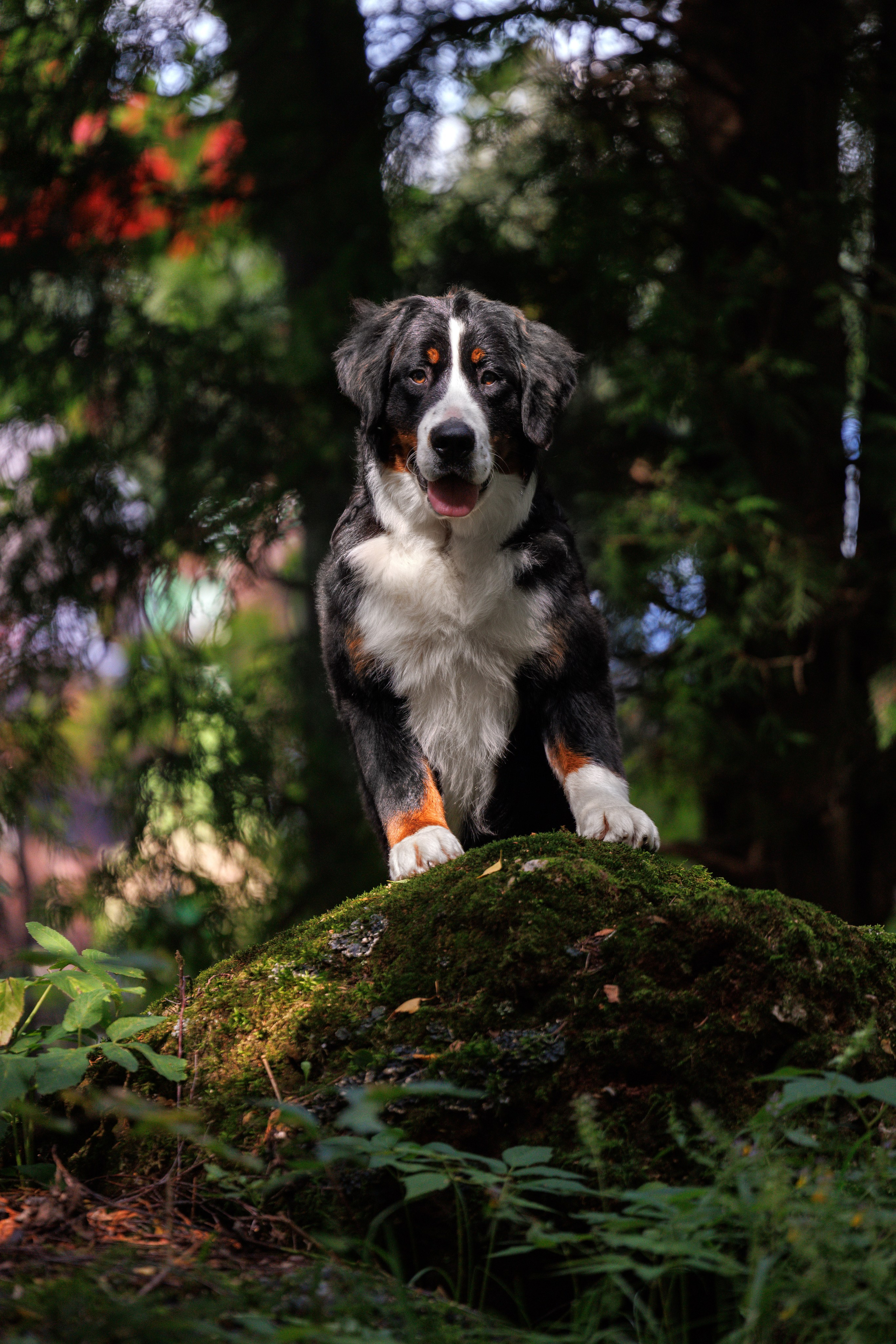 Тверь 10.08.2025. Фотограф-анималист Юлия Германика