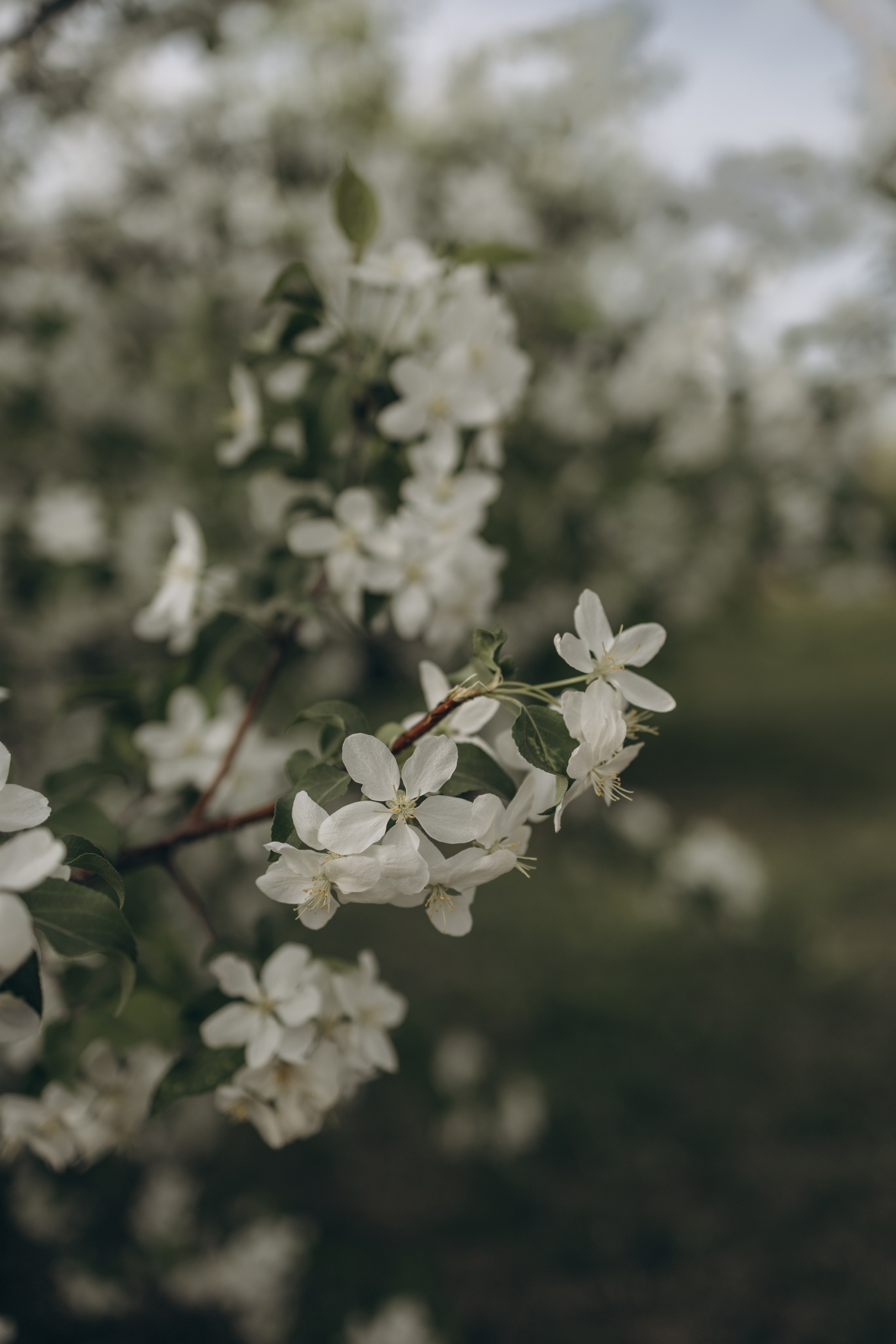 Эмма в цветении. Фотограф Ксения Железникова