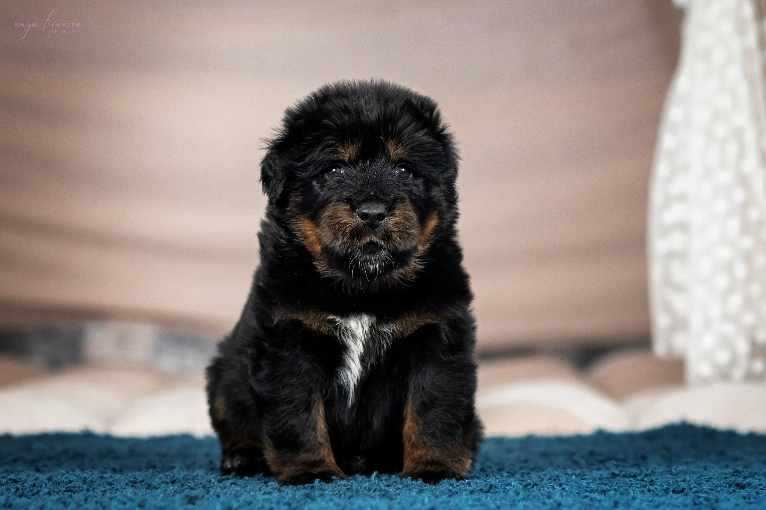 Тибеты. Фотограф анималист Аня Ливанова | Рыбинск