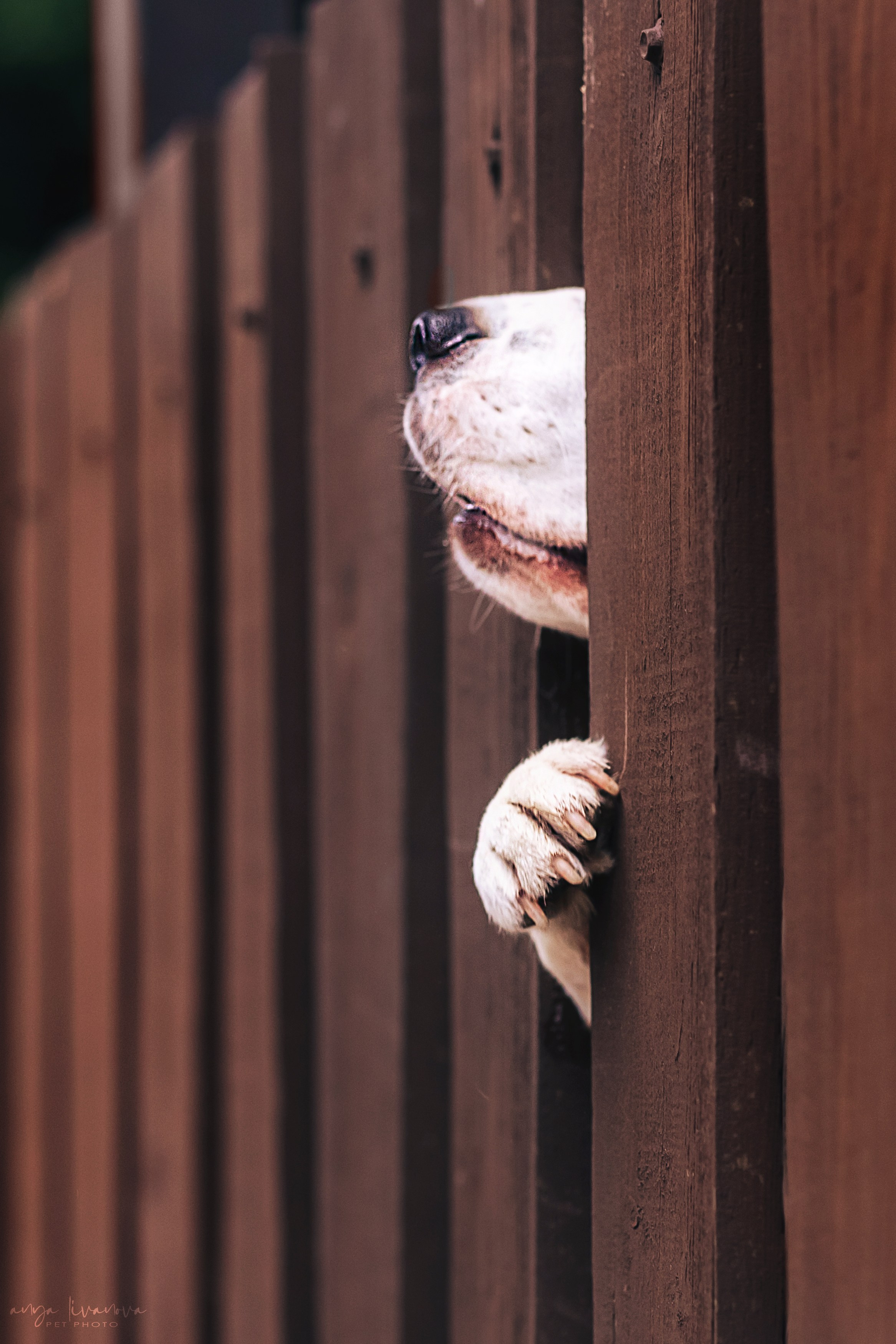 Диана и Дафна. Фотограф анималист Аня Ливанова | Рыбинск