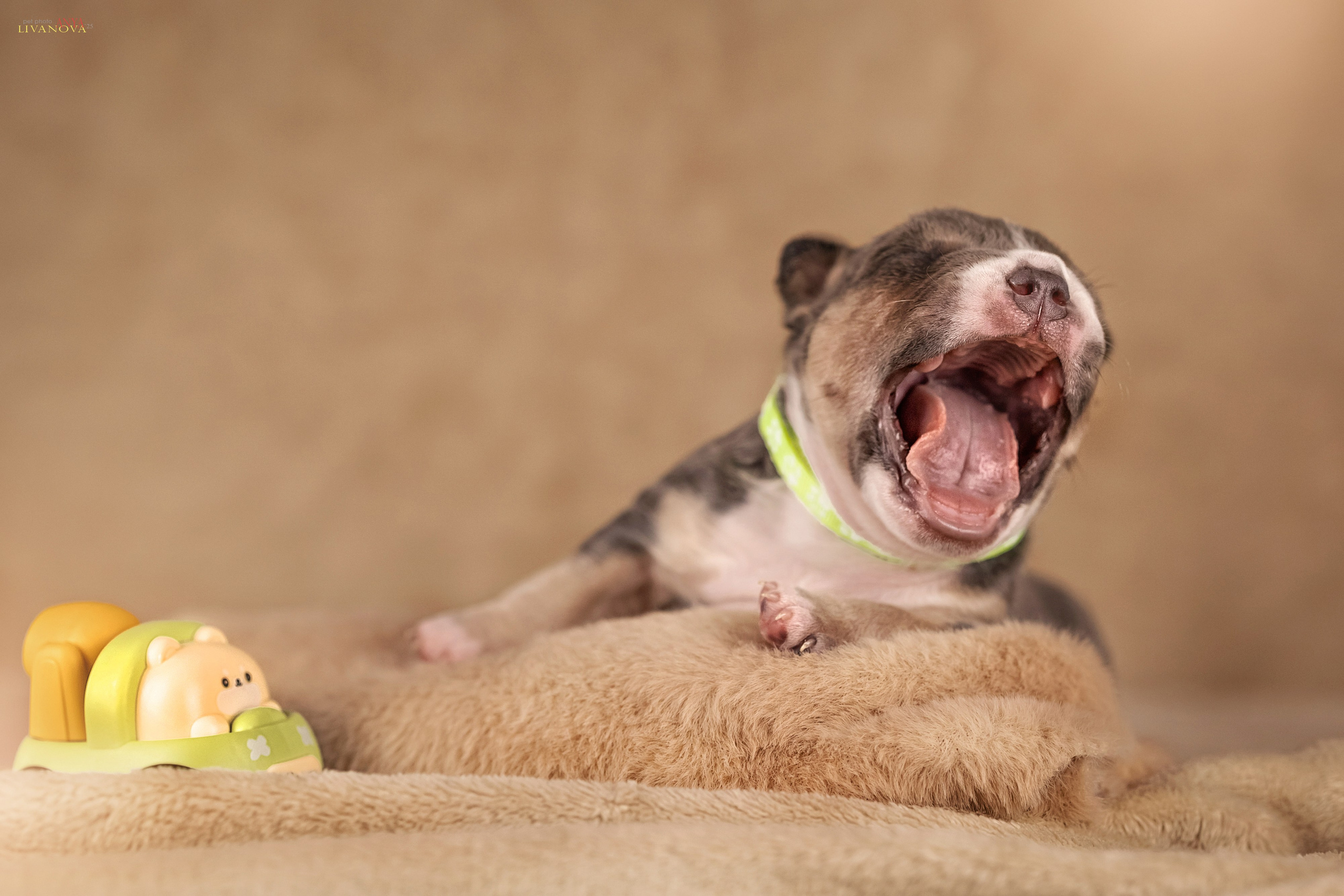 Амбулли. Фотограф анималист Аня Ливанова | Рыбинск