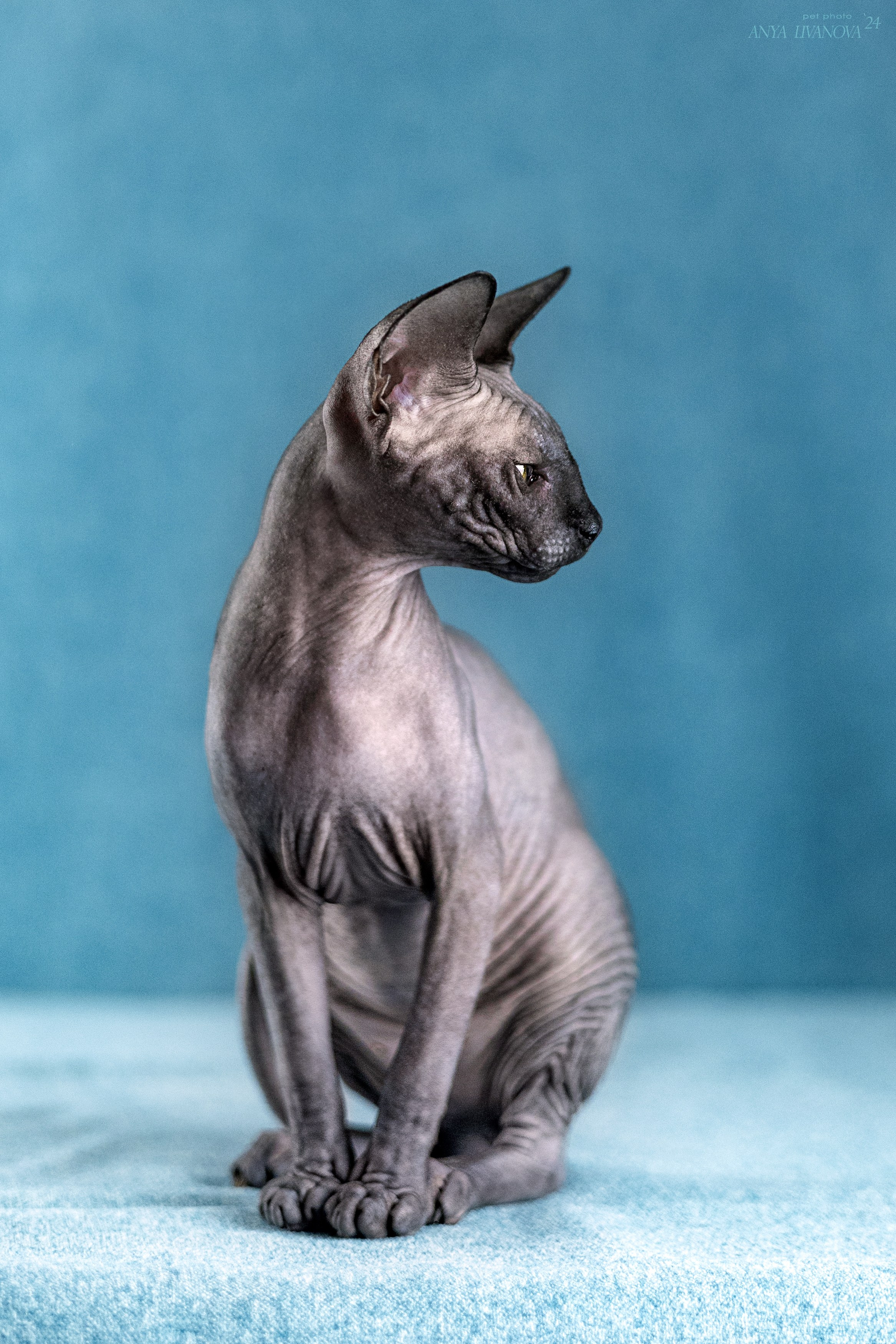 Кошечка сфинкс. Фотограф анималист Аня Ливанова | Рыбинск