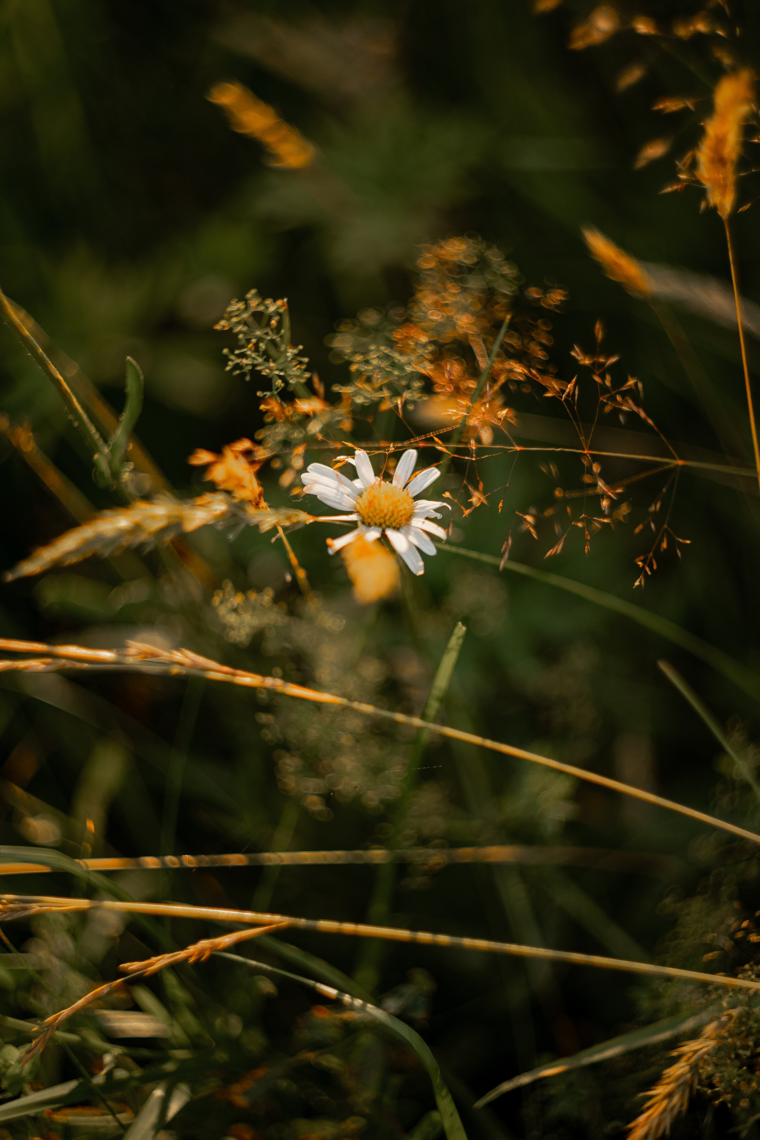 Природа/Улица. Ваш фотограф в Москве и области Юлия