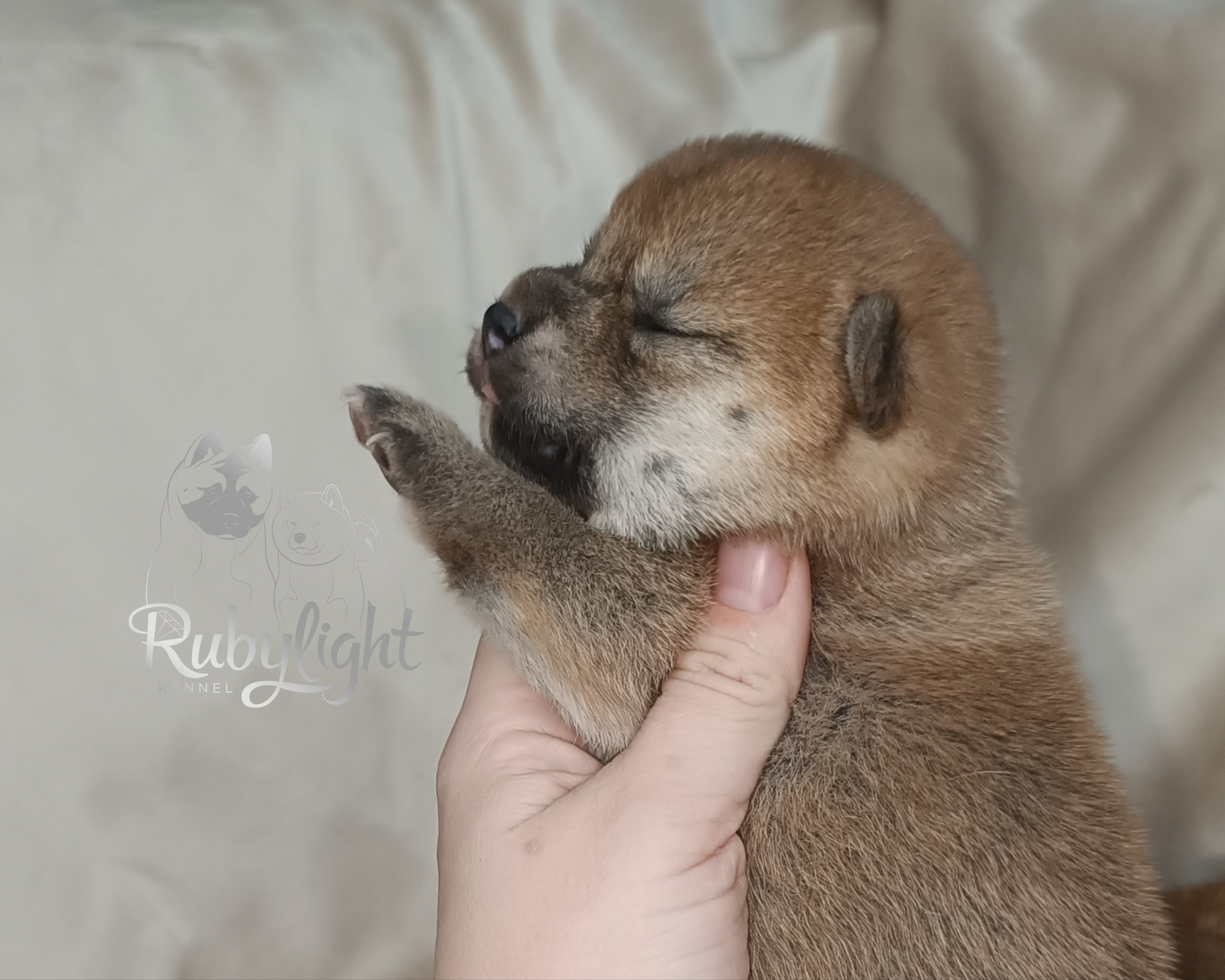 сиба питомник Рубилайт щенки на продажу rubylight  сиба щенки купить СПб Санкт-Петербург 