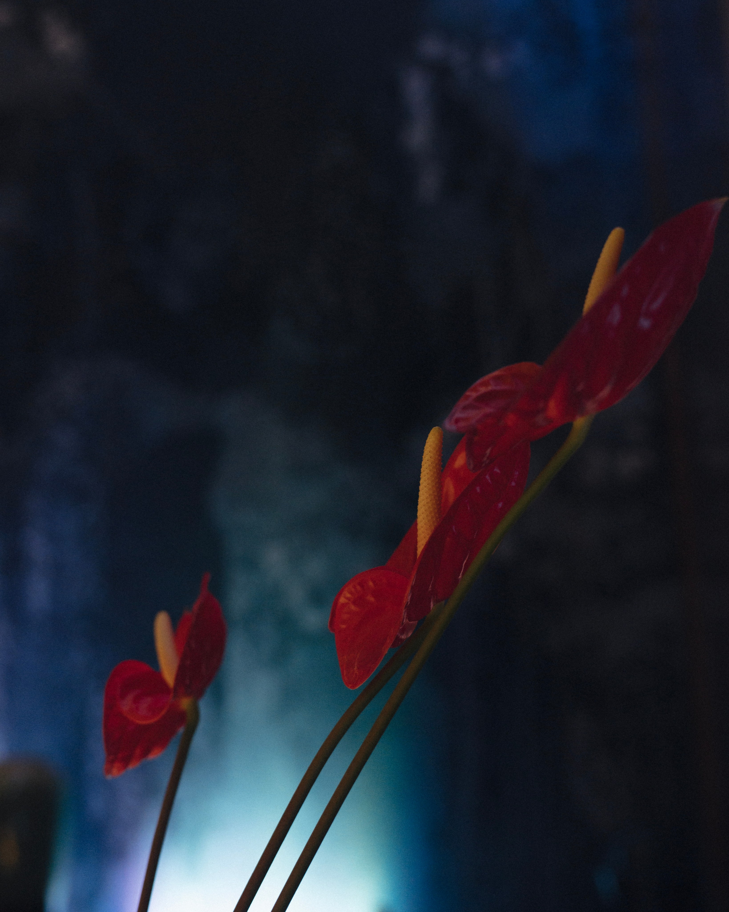 All I ever wanted___All I ever needed. Свадебный фотограф в Москве Мария Кривоногова