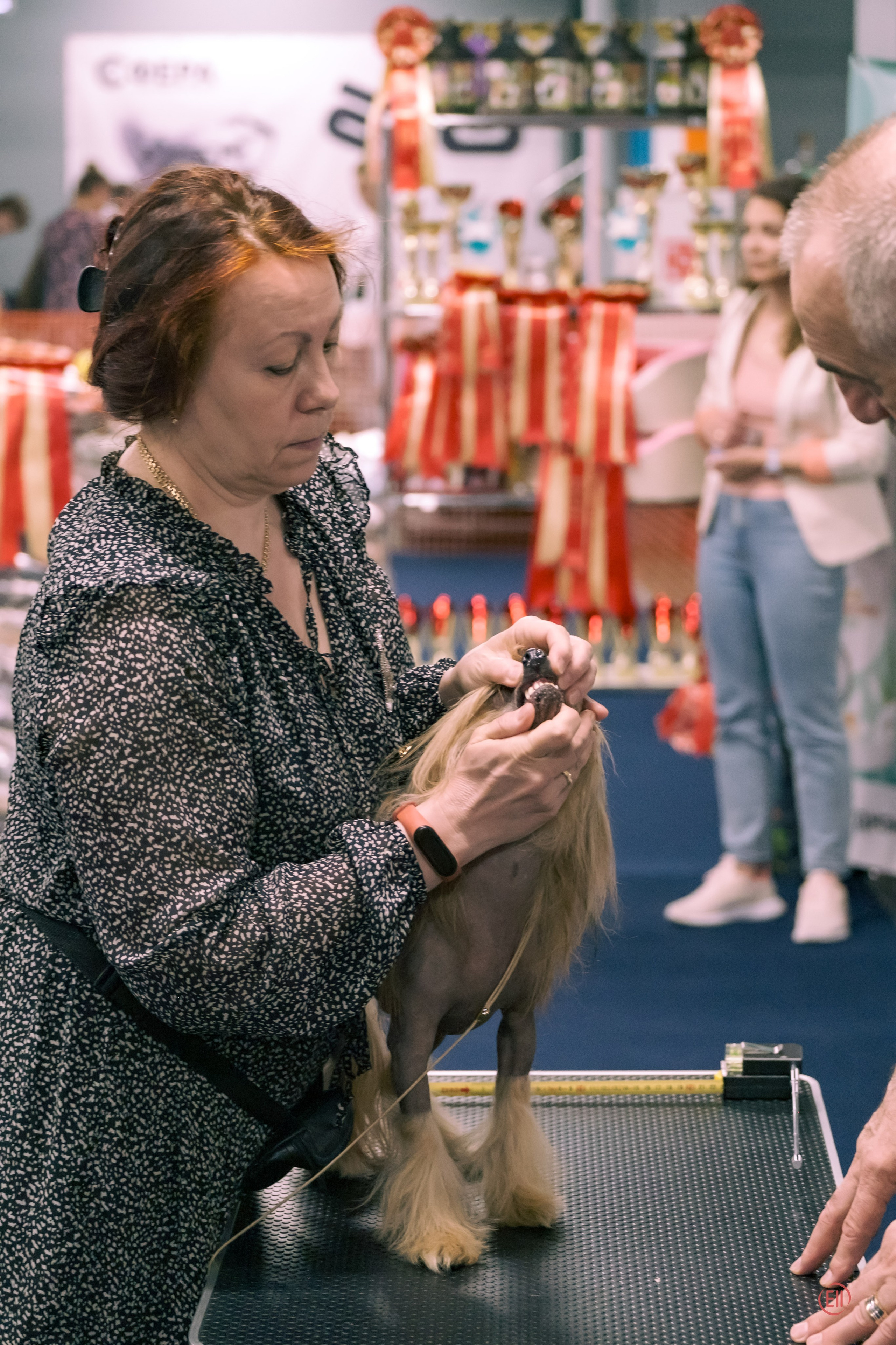 Национальная выставка китайских хохлатых собак 2023. Питомник китайских хохлатых собак Poale Ell: купить щенка