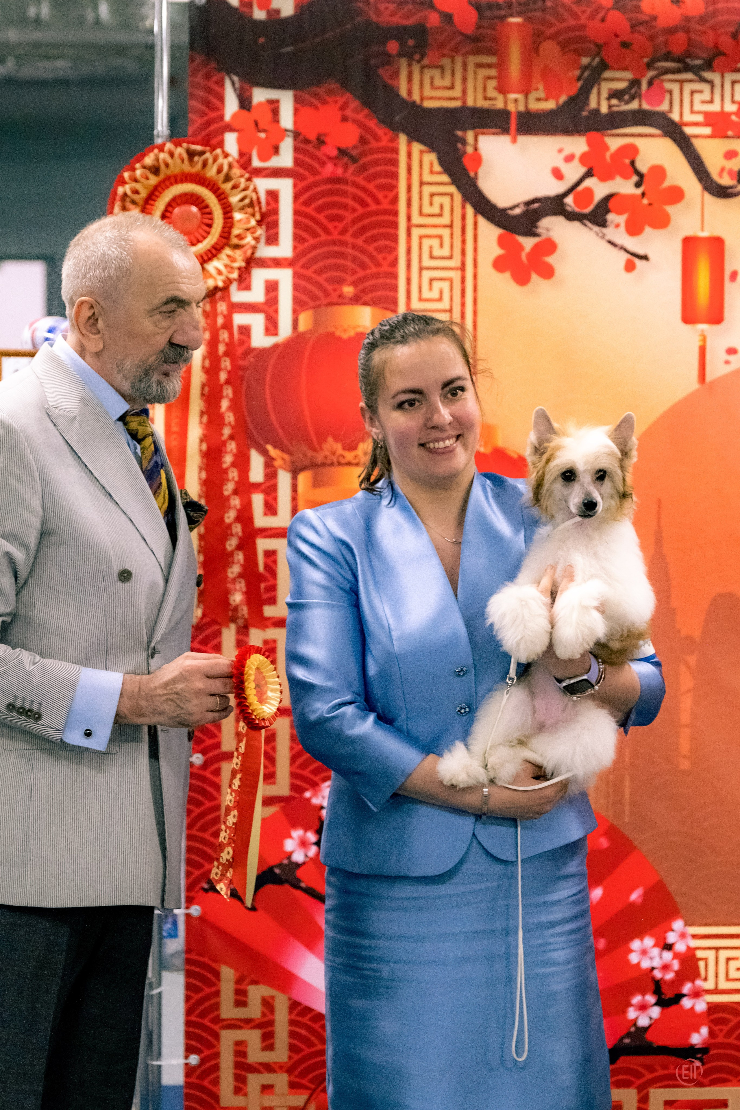 Национальная выставка китайских хохлатых собак 2023. Питомник китайских хохлатых собак Poale Ell: купить щенка