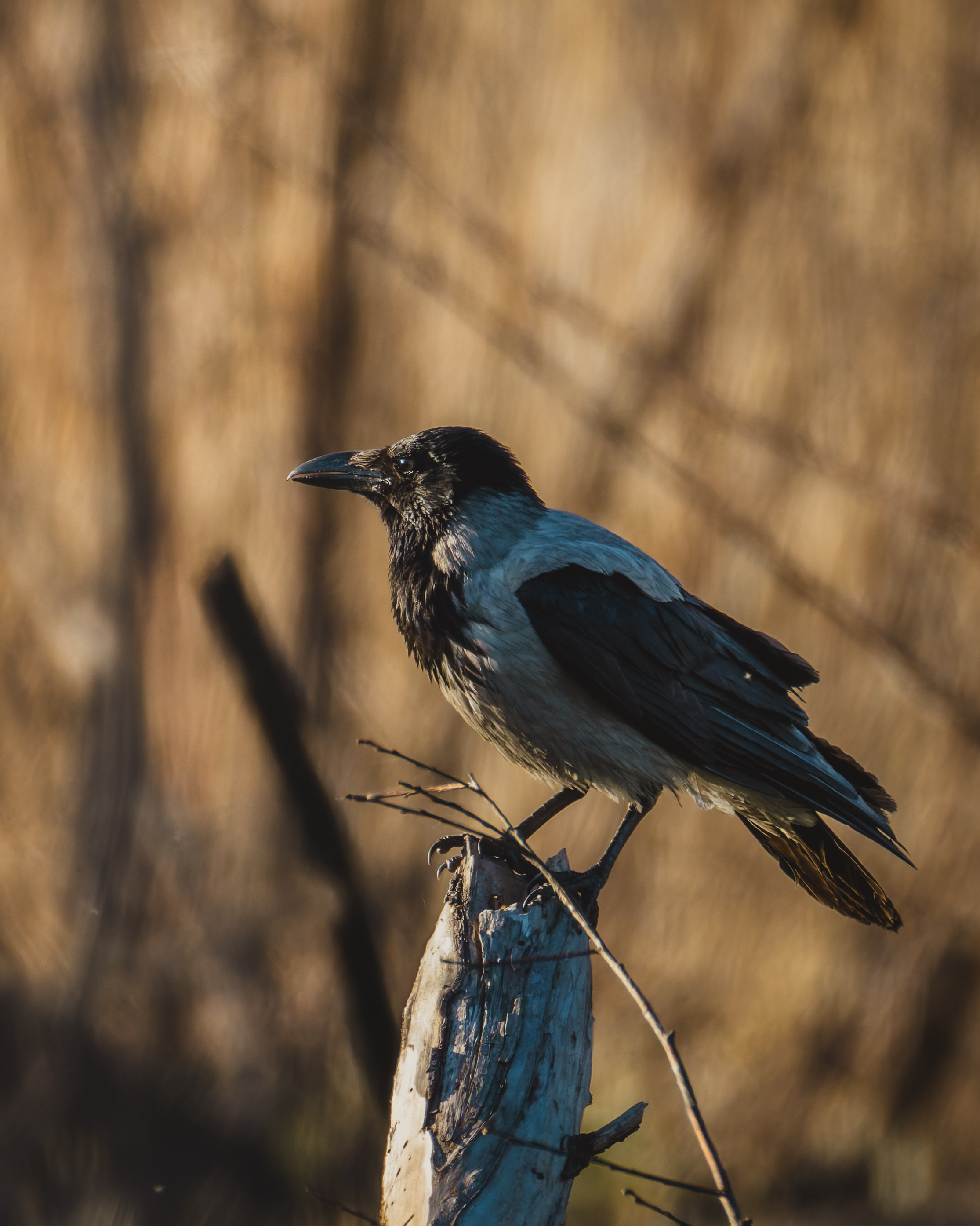 Voronezh 2025. Anton Chernov | Wildlife photographer