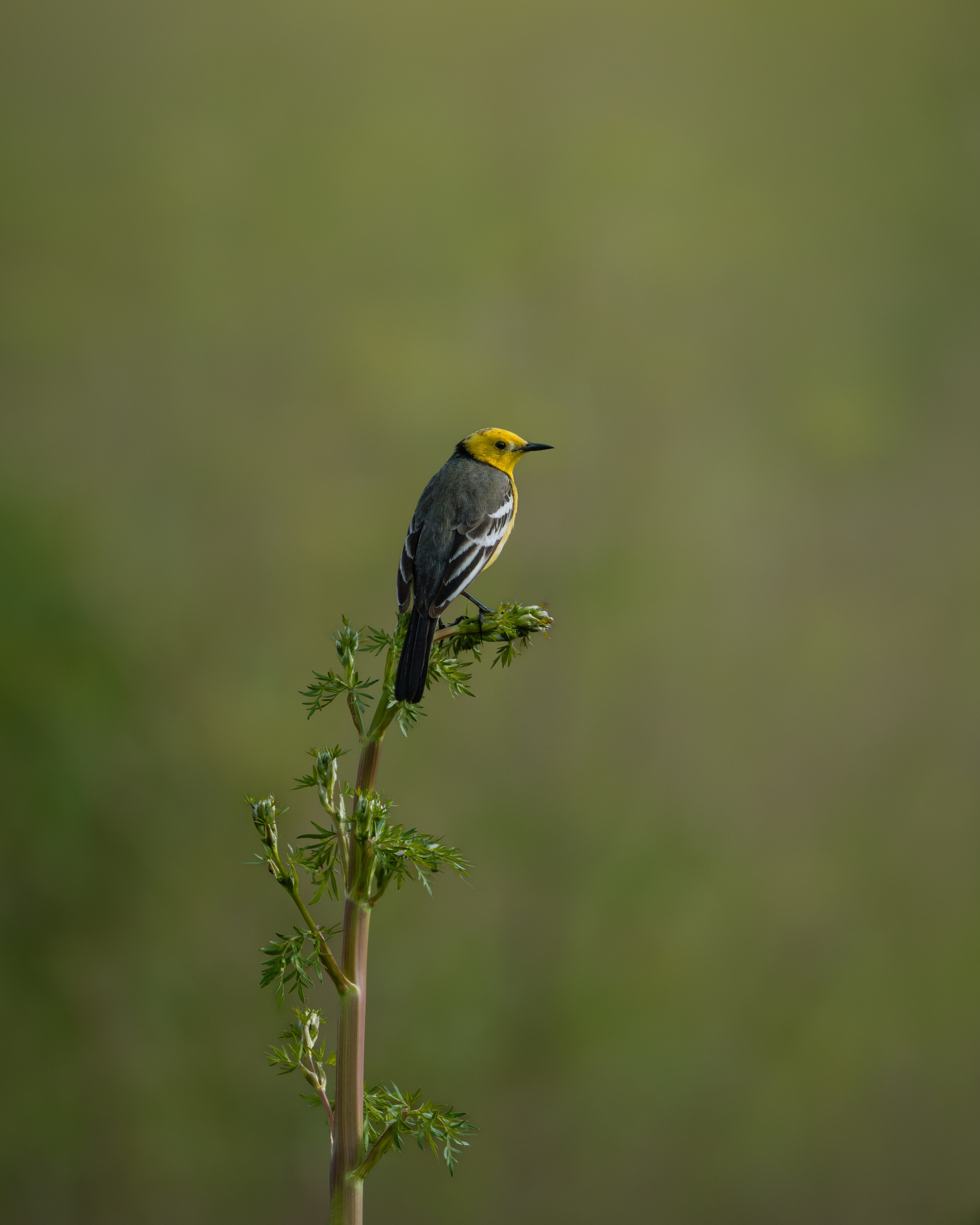 Voronezh 2026. Anton Chernov | Wildlife photographer