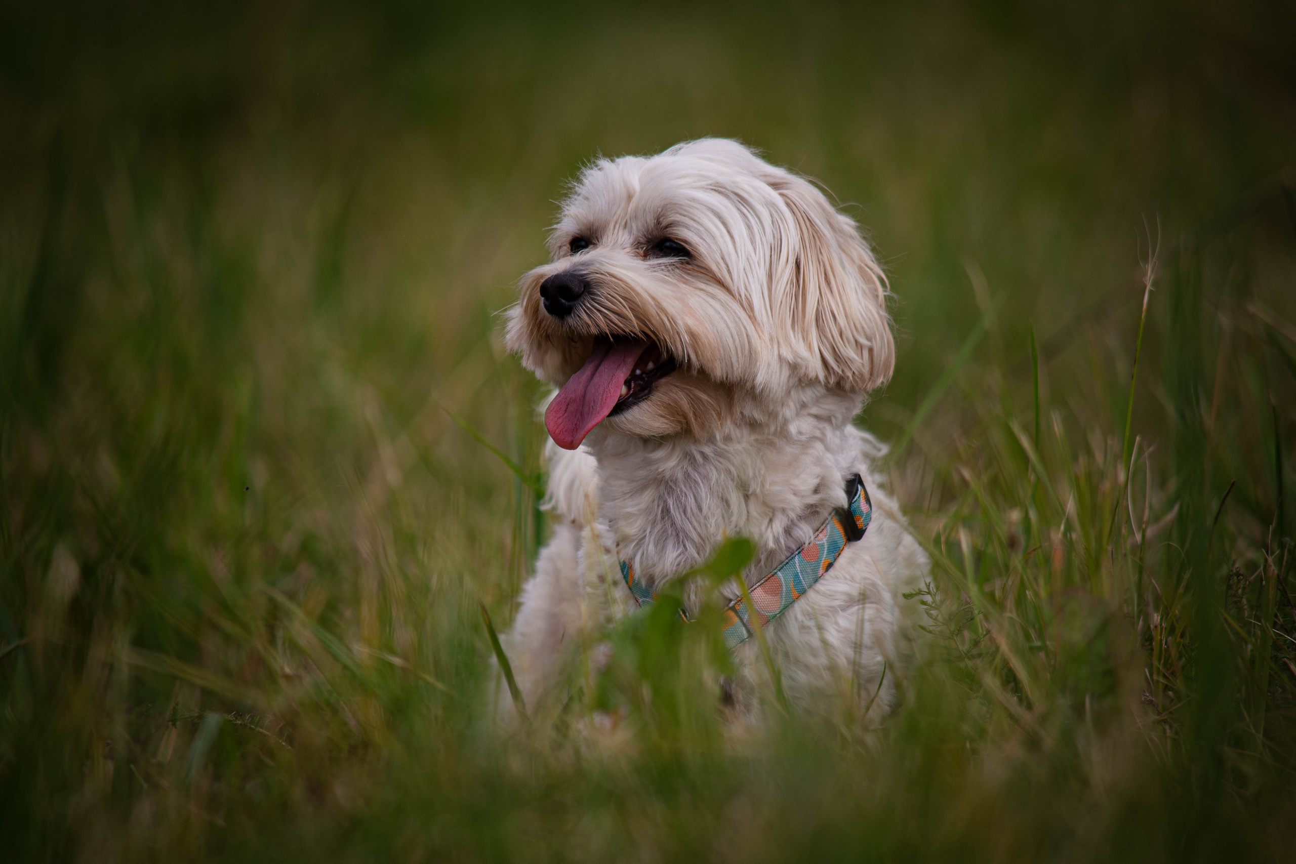 Прогулка в парке Митино. Фотограф Светлана Блинова, Москва и Московская область