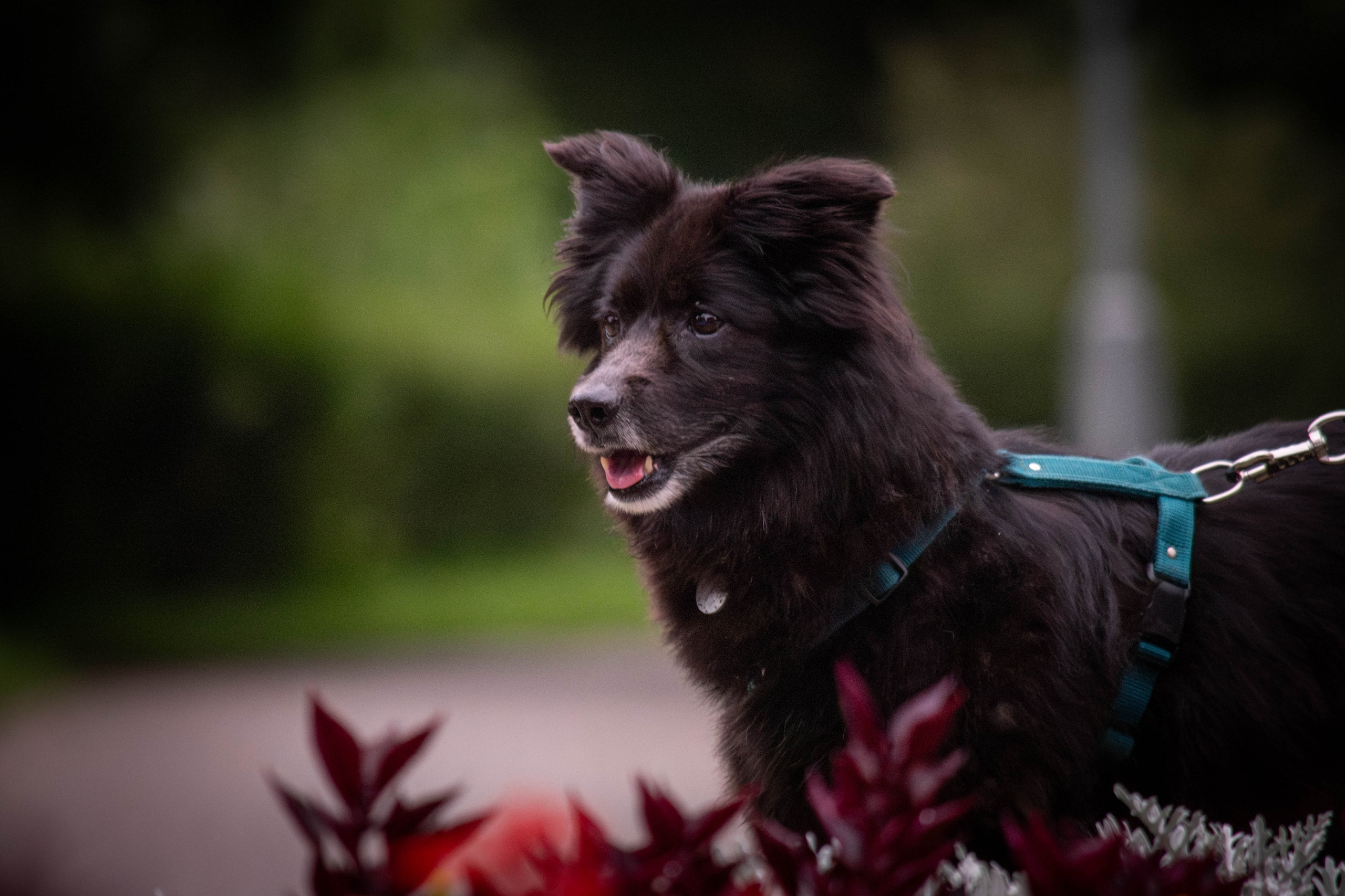 Альба и Даша. Фотограф Светлана Блинова, Москва и Московская область