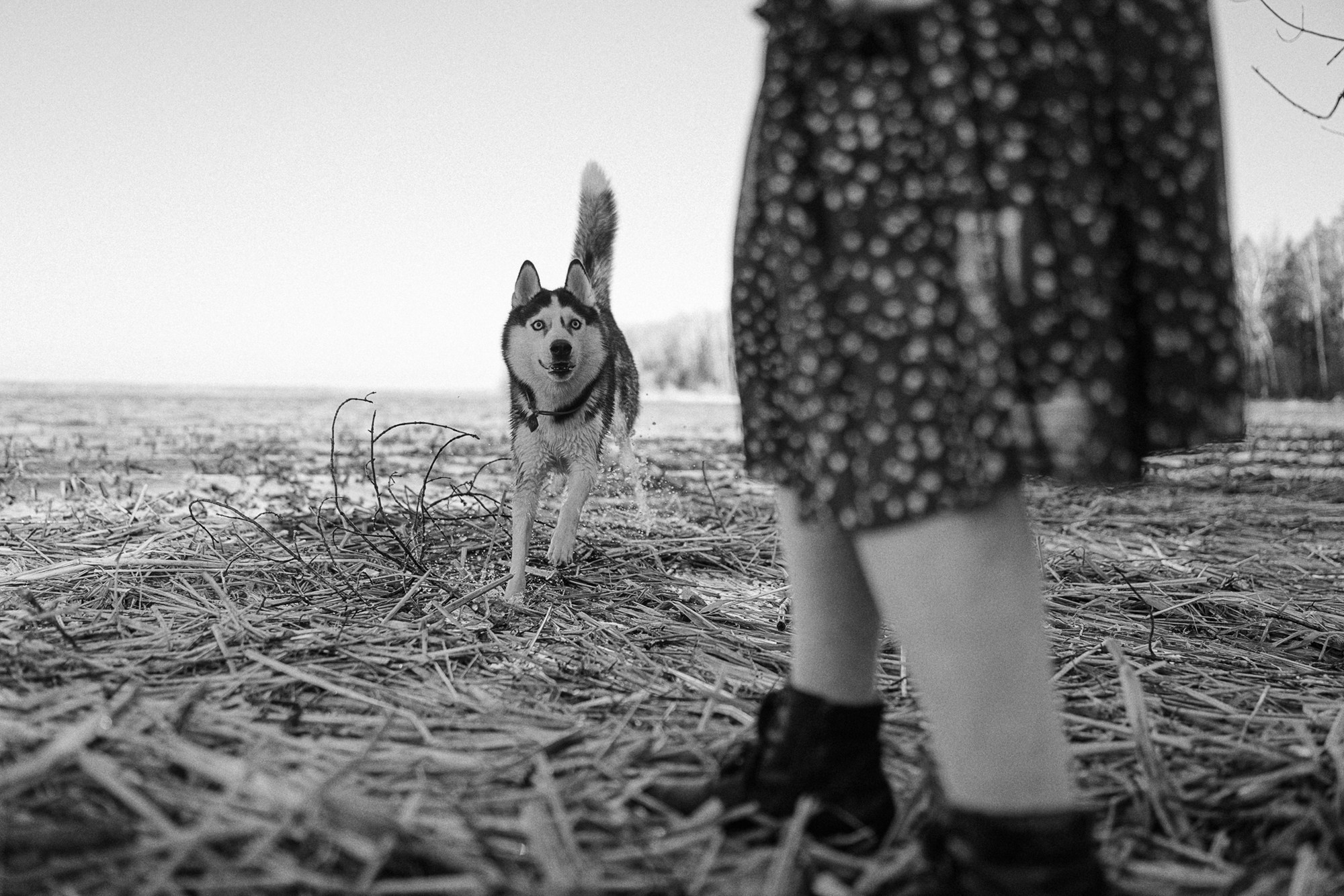 Наташа и Сириус. Фотограф анималист в Москве и Санкт-Петербурге Свиридова Анна