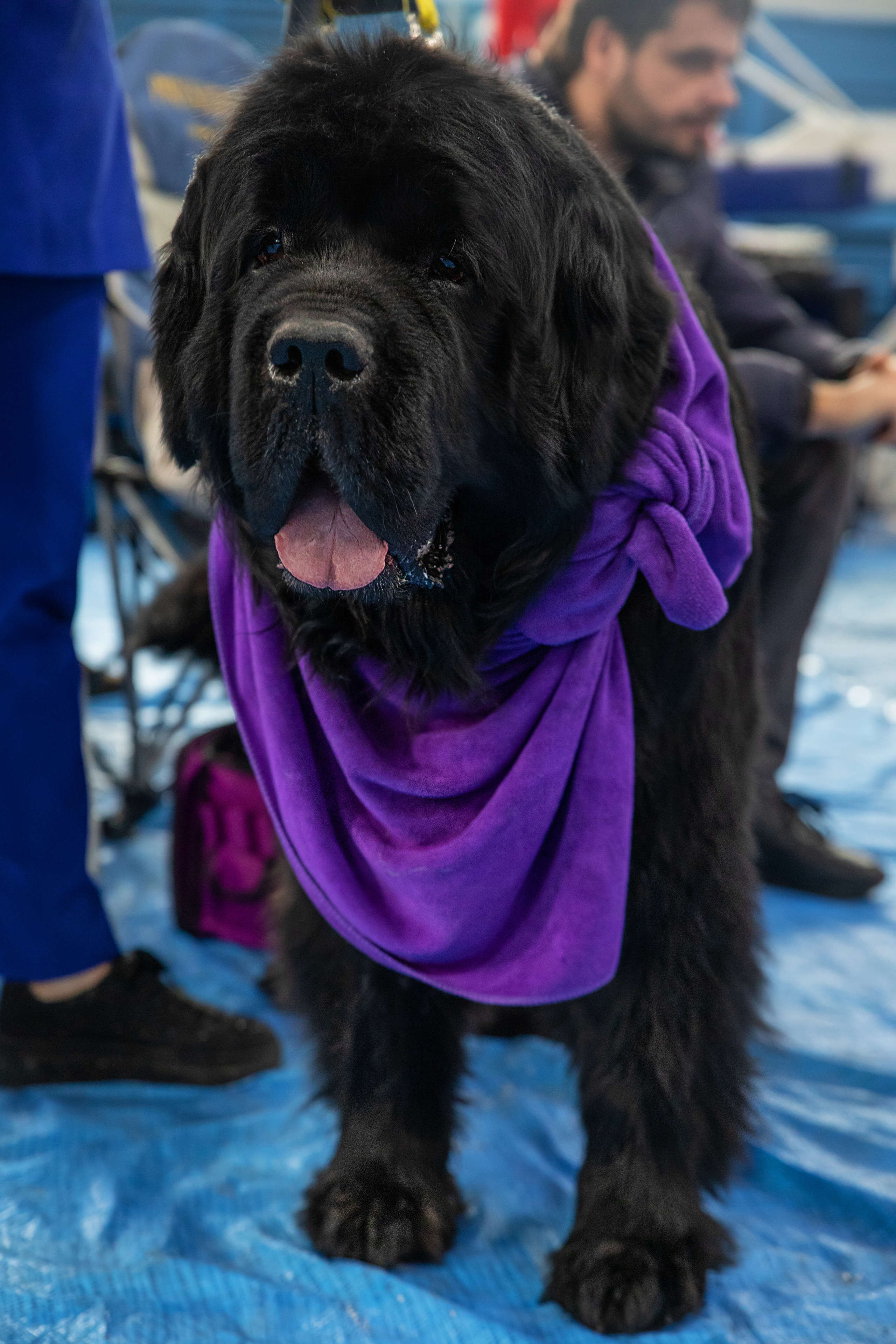 Выставка собак. Семейный и частный фотограф во Владивостоке