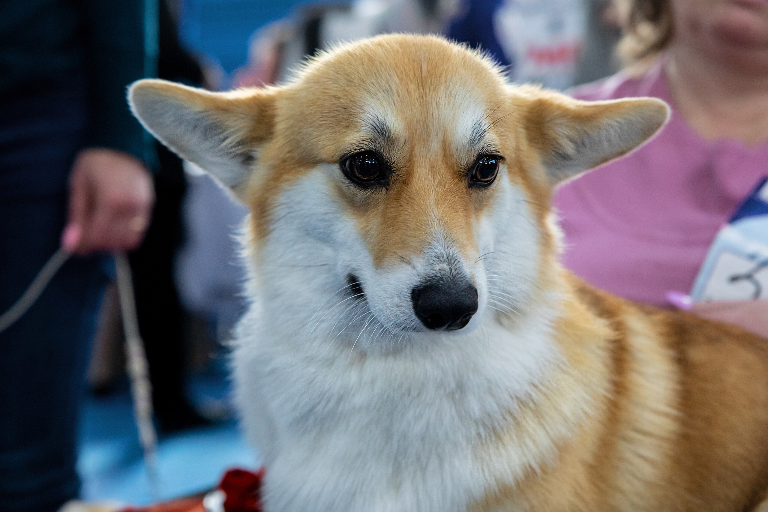 Выставка собак. Семейный и частный фотограф во Владивостоке