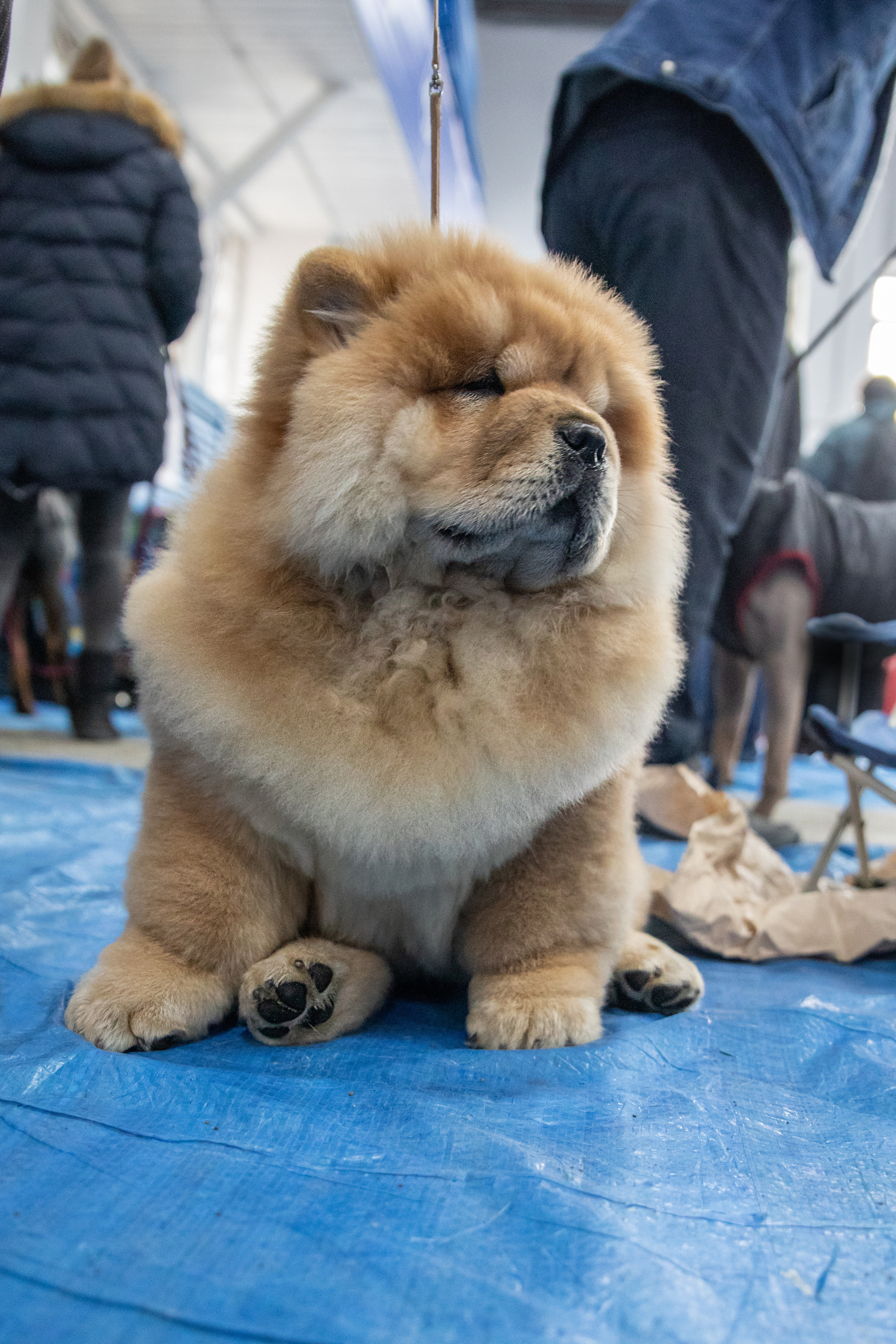 Выставка собак. Семейный и частный фотограф во Владивостоке