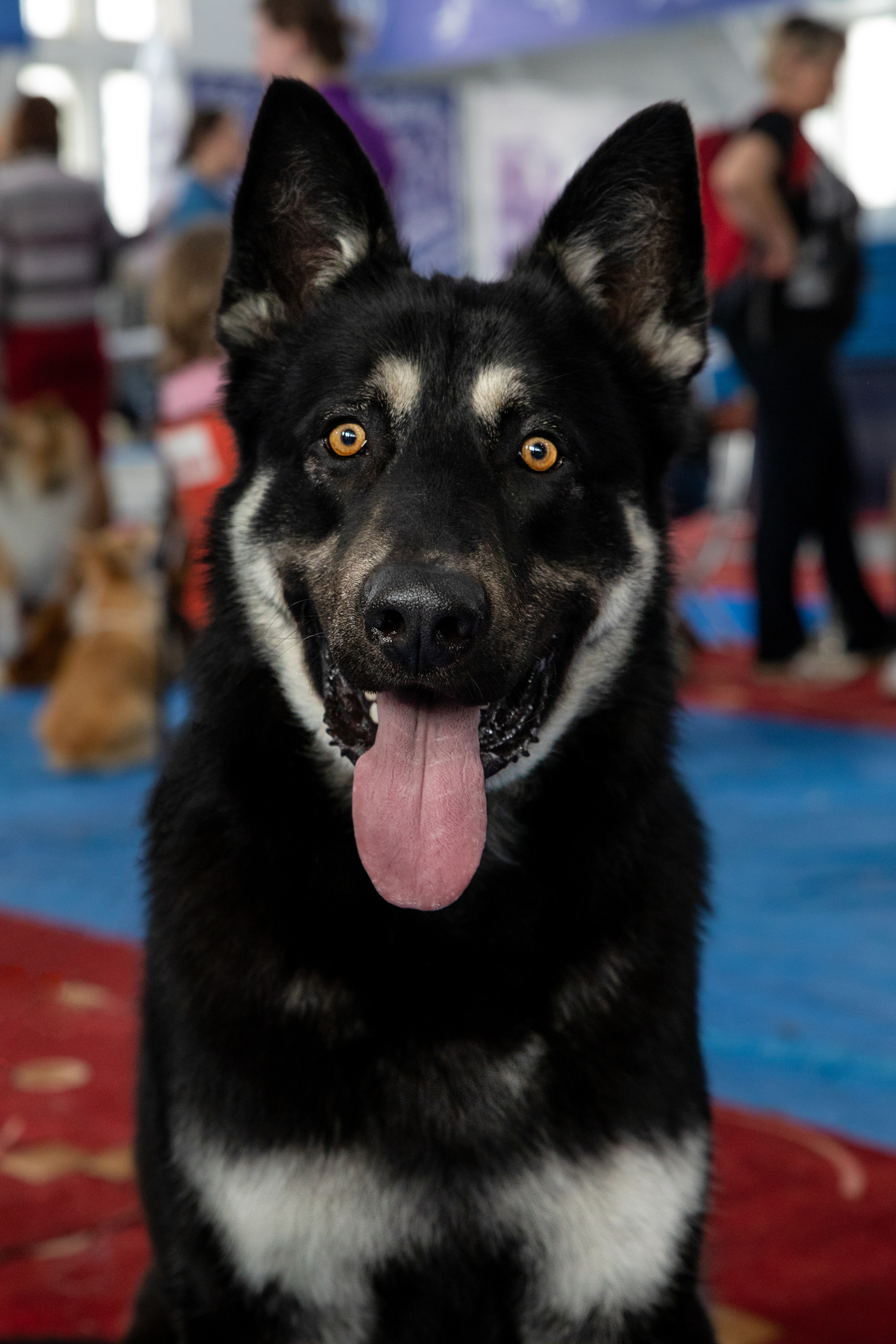Выставка собак. Семейный и частный фотограф во Владивостоке