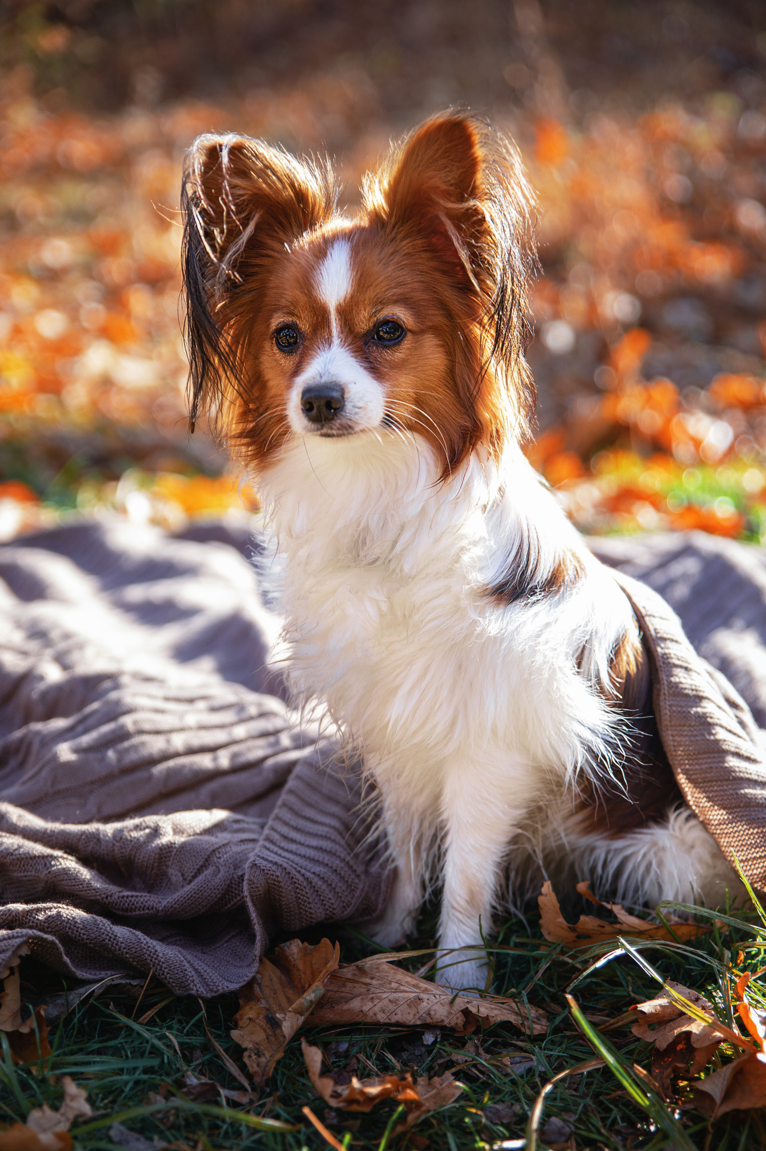 Хитоши и его хозяйка Ольга. Семейный и частный фотограф во Владивостоке