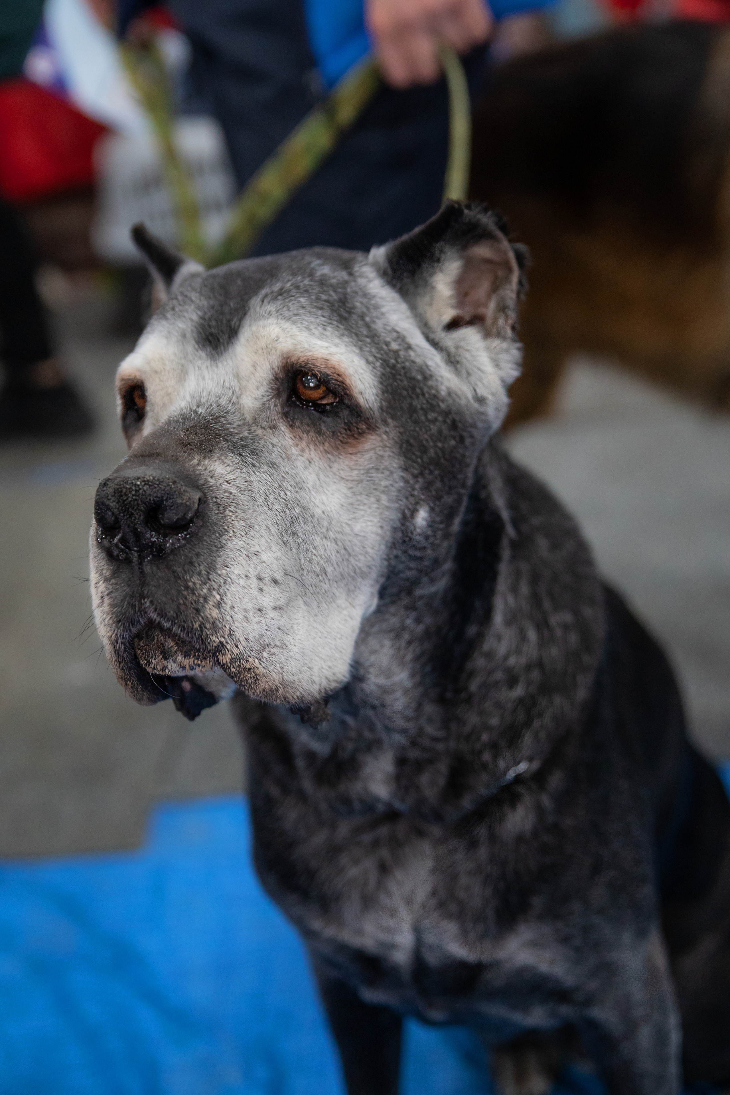 Выставка собак. Семейный и частный фотограф во Владивостоке
