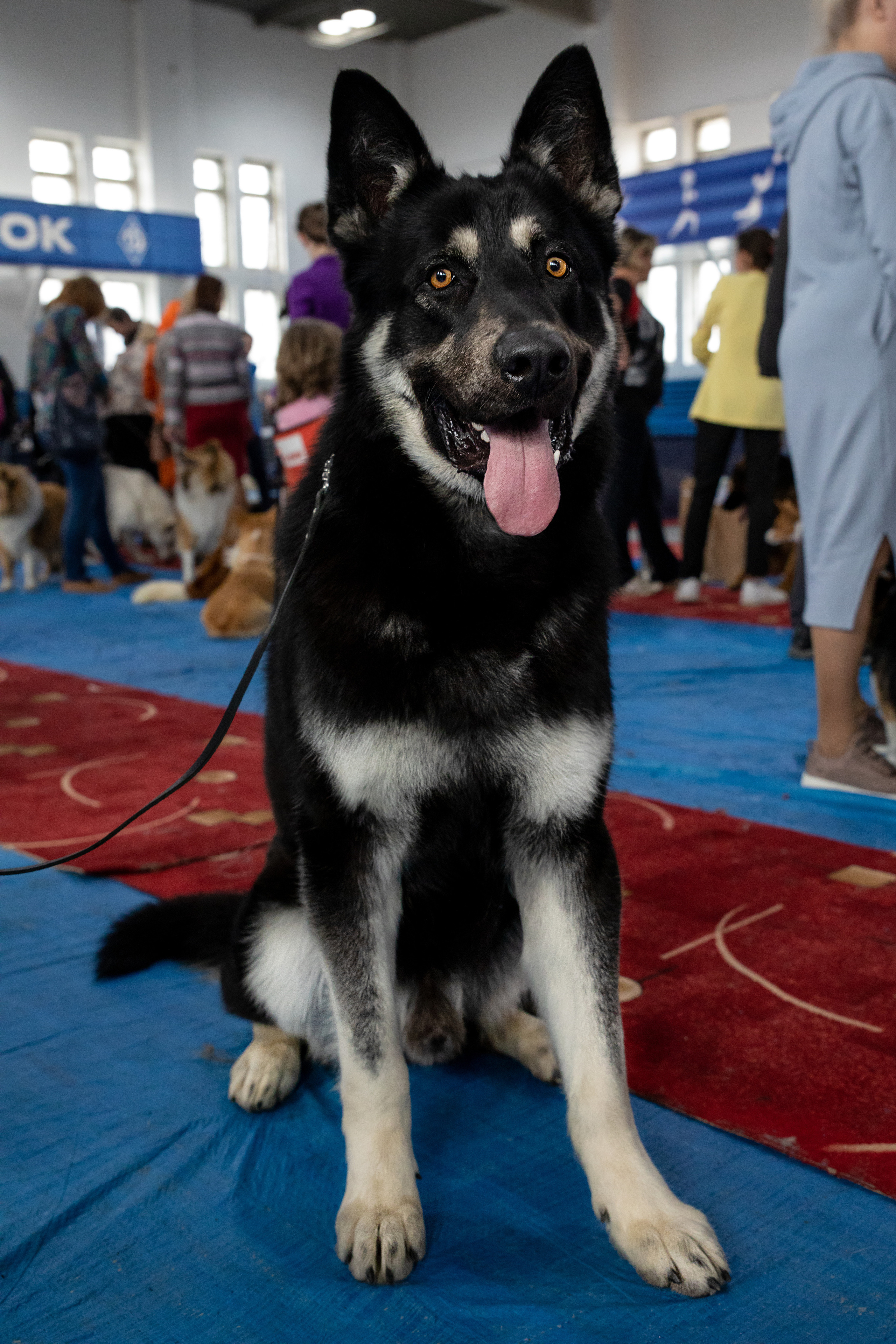 Выставка собак. Семейный и частный фотограф во Владивостоке