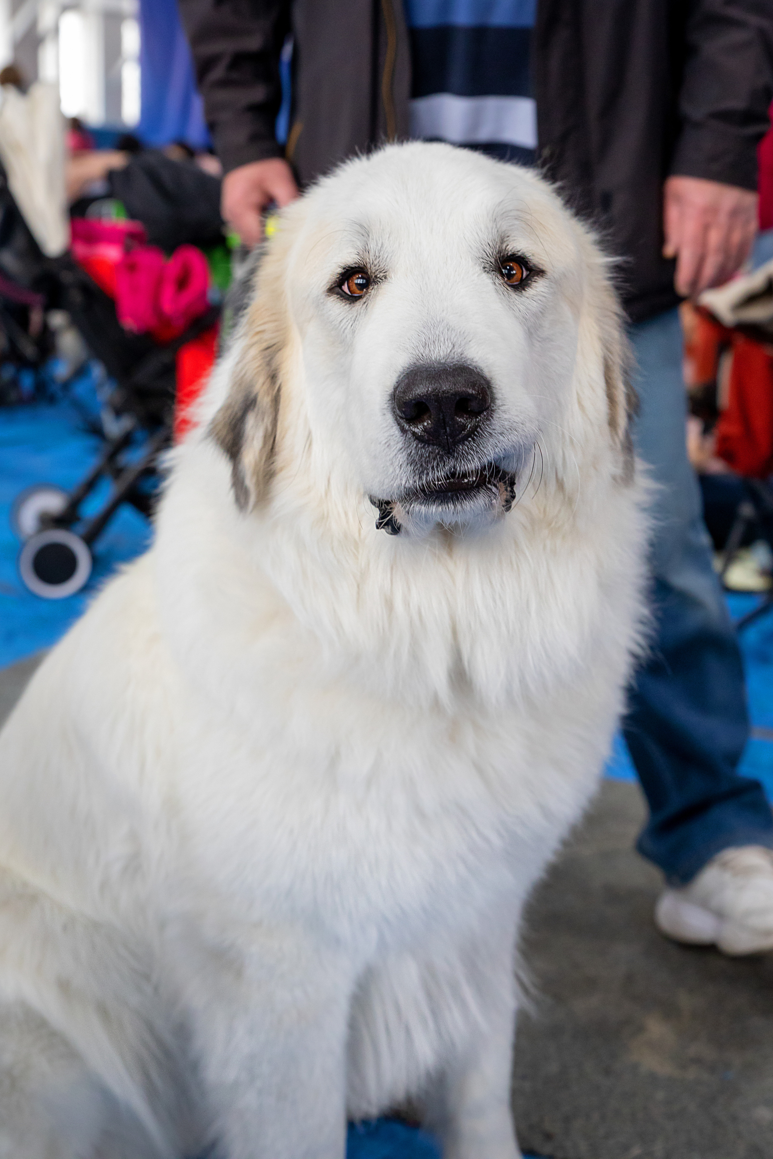 Выставка собак. Семейный и частный фотограф во Владивостоке